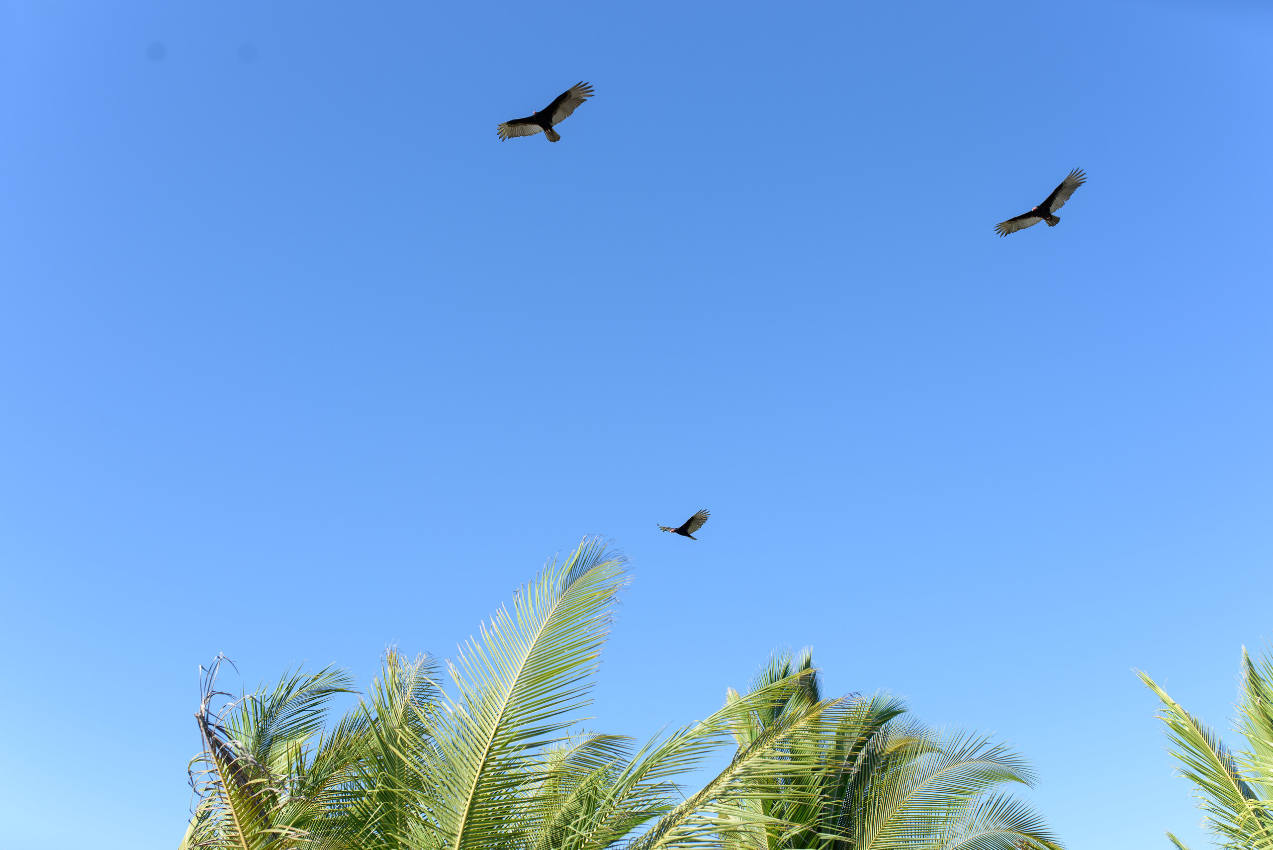 Bridget & Nick. Fotógrafo familiar, retratos. Panamá, Chiriqui. Ruslán Rusakóv