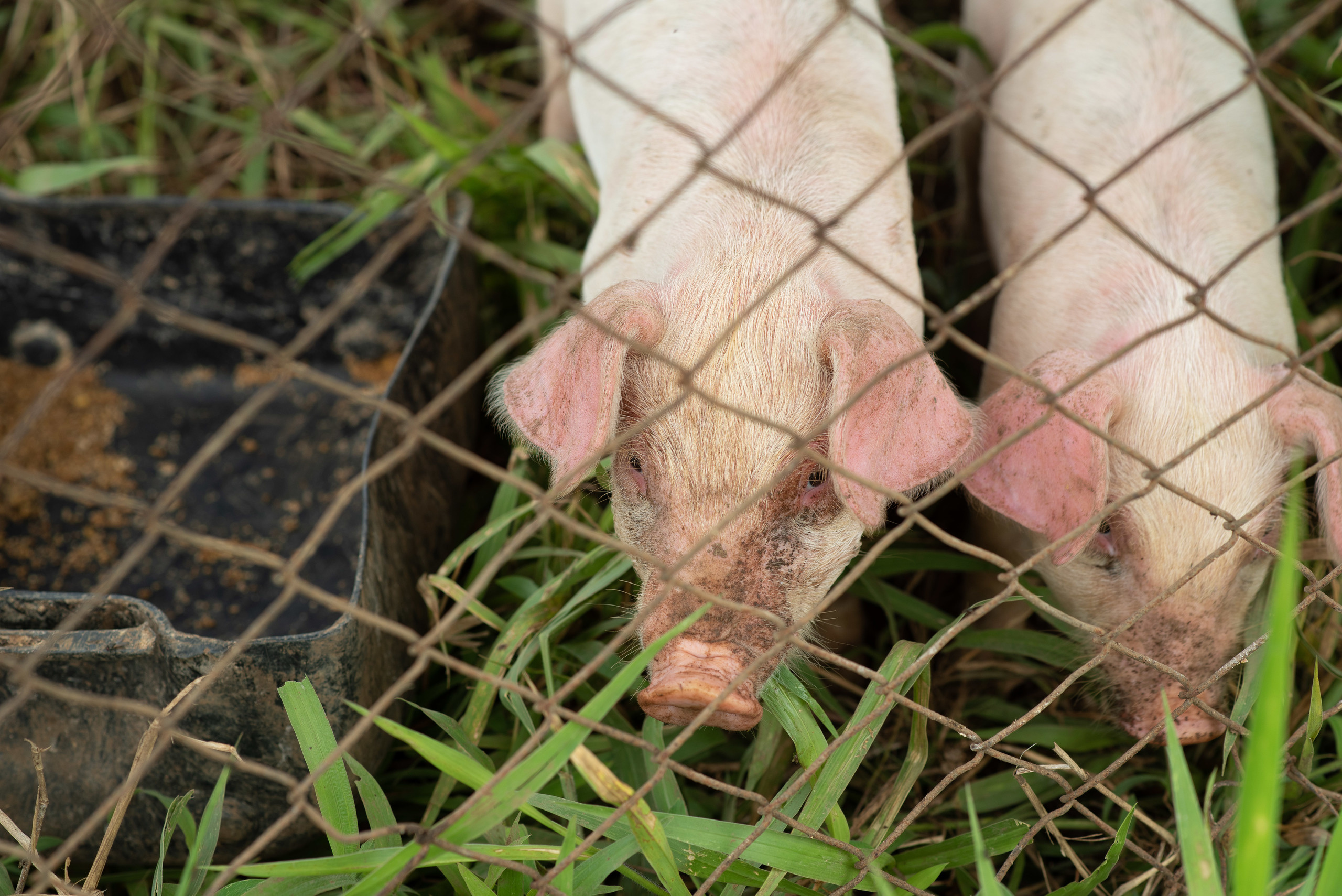 Hermosa familia en el campo. Fotógrafo familiar, retratos. Panamá, Chiriqui. Ruslán Rusakóv
