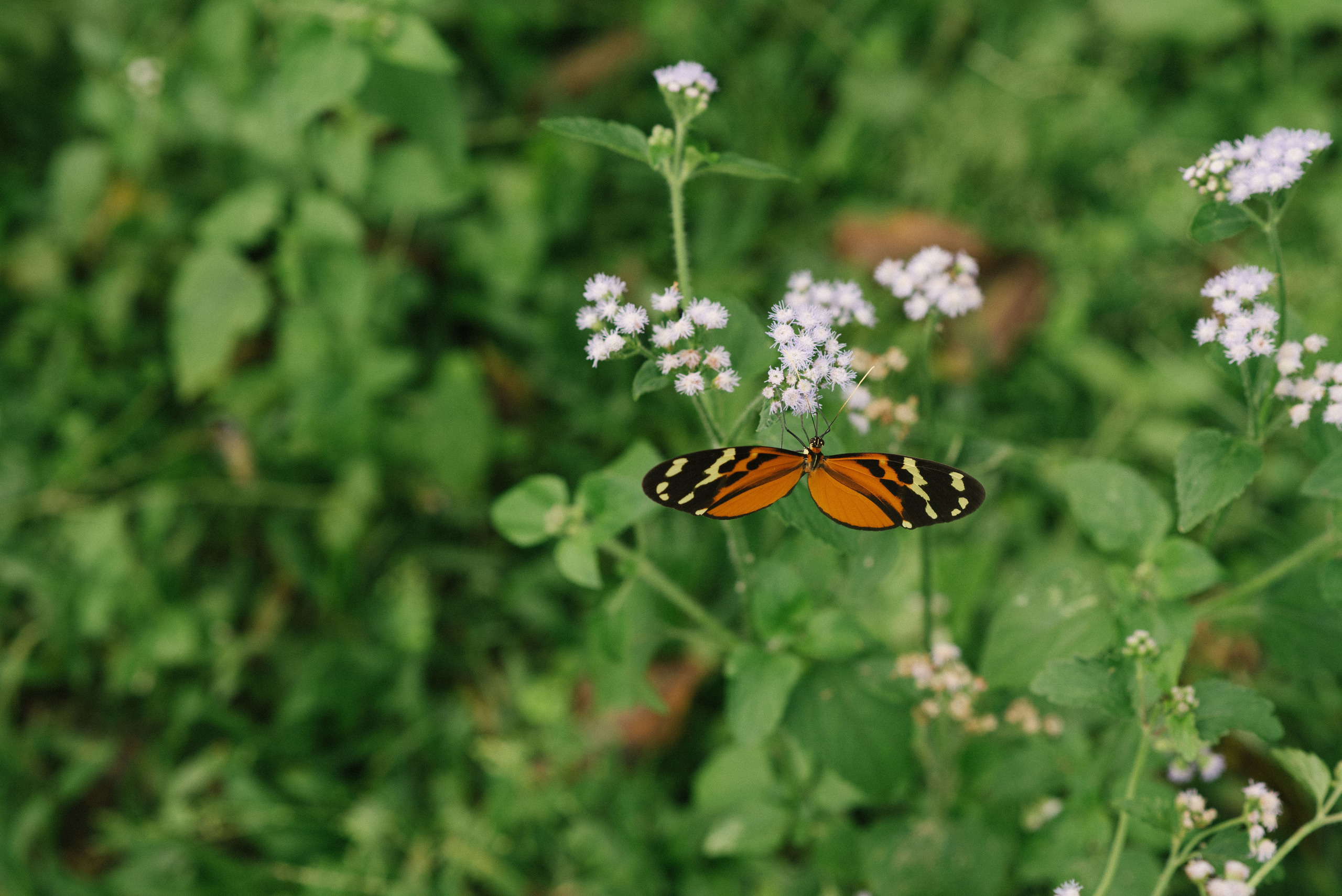 Hermosa familia en el campo. Fotógrafo familiar, retratos. Panamá, Chiriqui. Ruslán Rusakóv