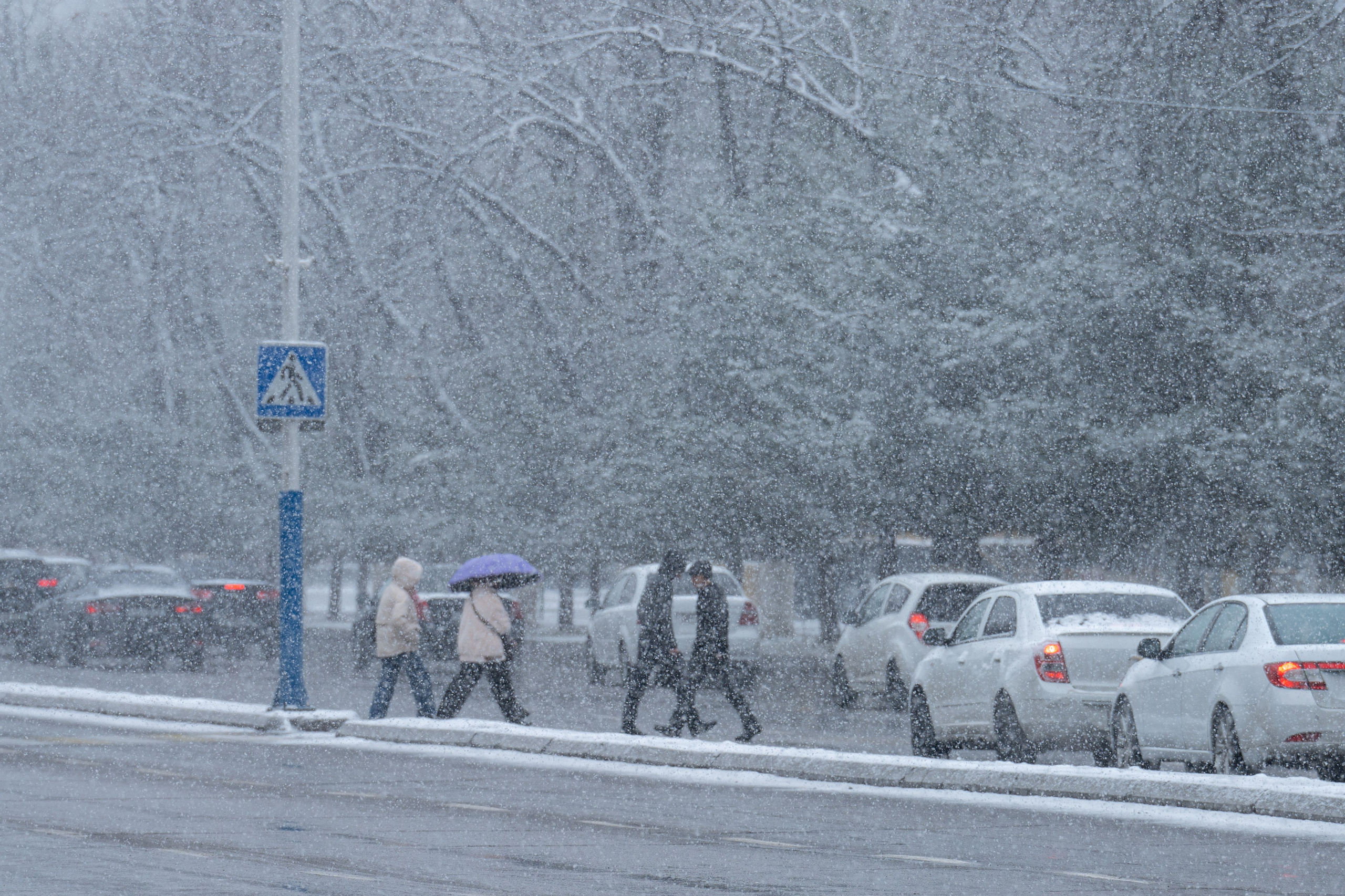 Первый снег в 2024 году. Георгий Намазов | Фотограф в Ташкенте