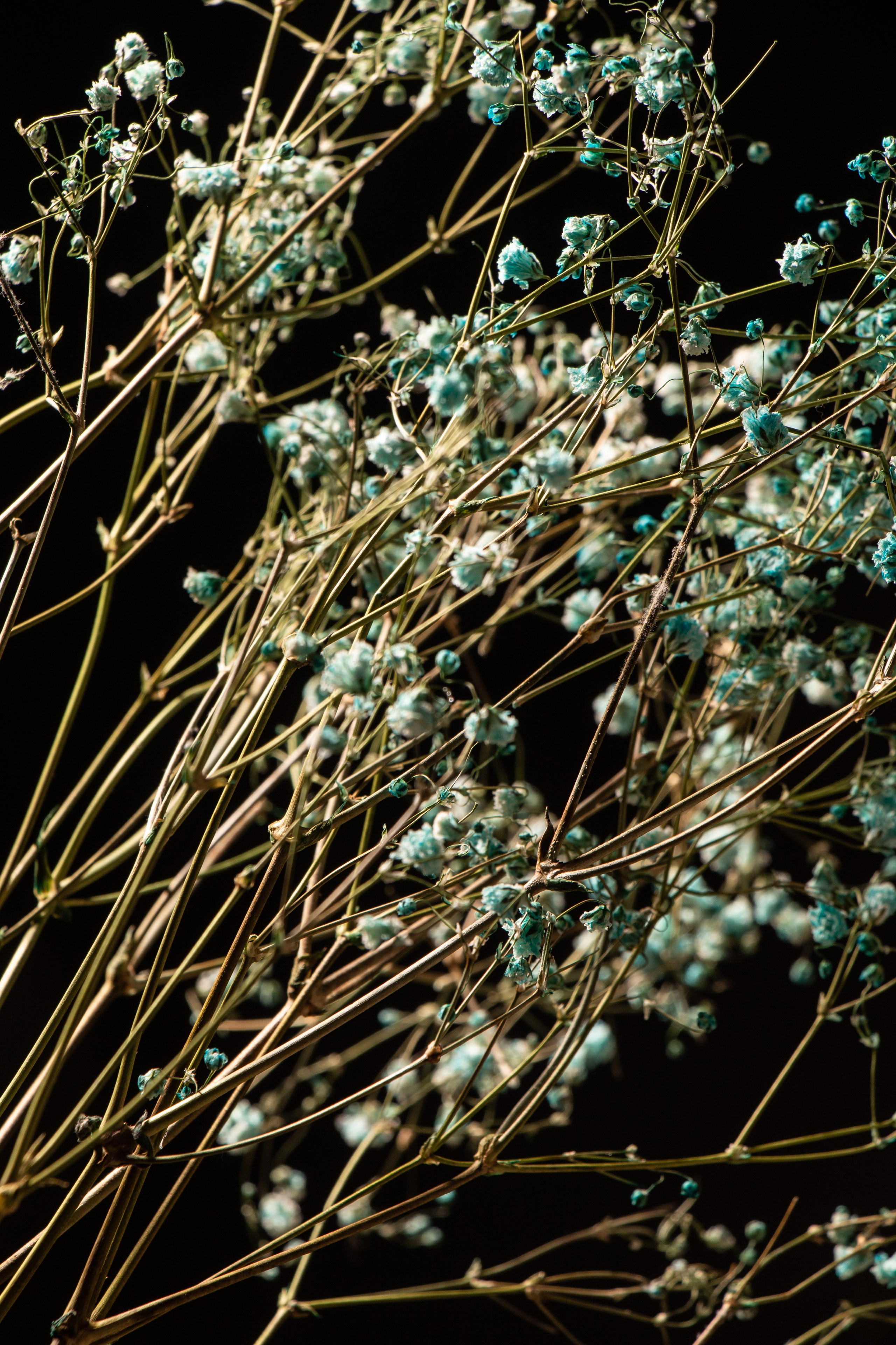Minimalist bouquet of dried blue baby's breath flowers on a dark background, creating a dreamy and airy botanical aesthetic
