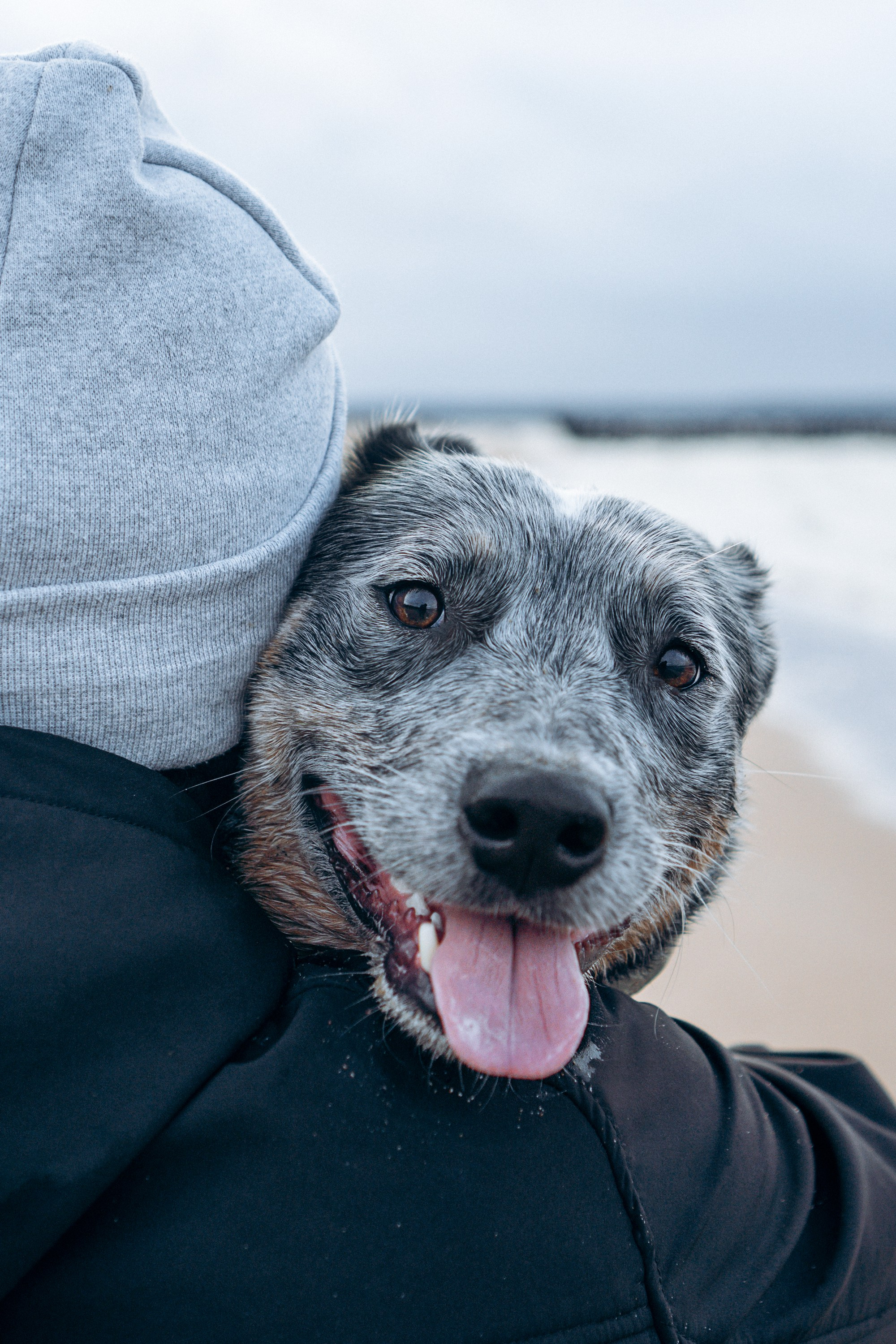 Polina and her Dakota, Australian Cattle Dog. Kat Laisaar — Pet photographer in Tallinn