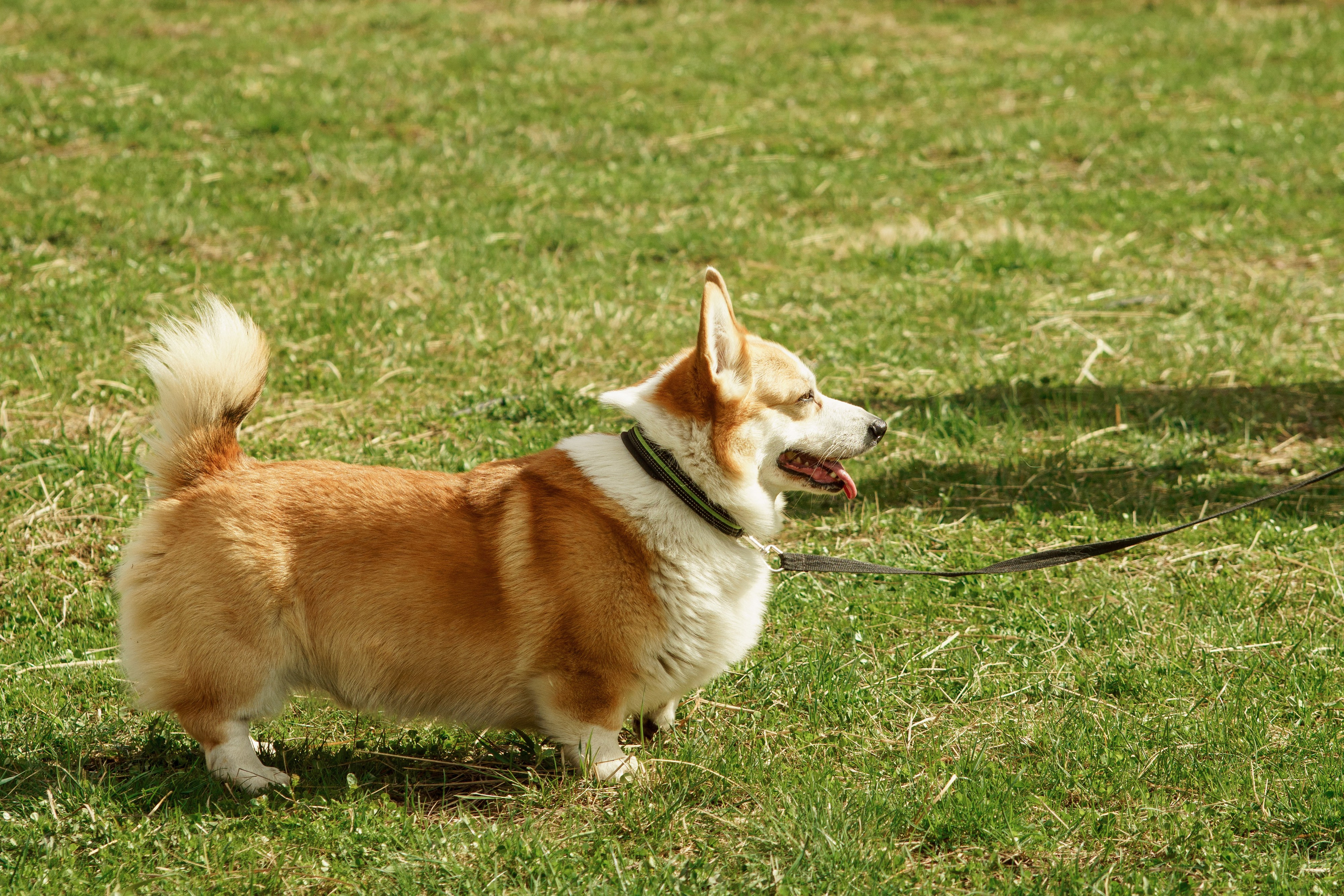 Herding Days, 26 apr. 2025. Kat Laisaar — Pet photographer in Tallinn