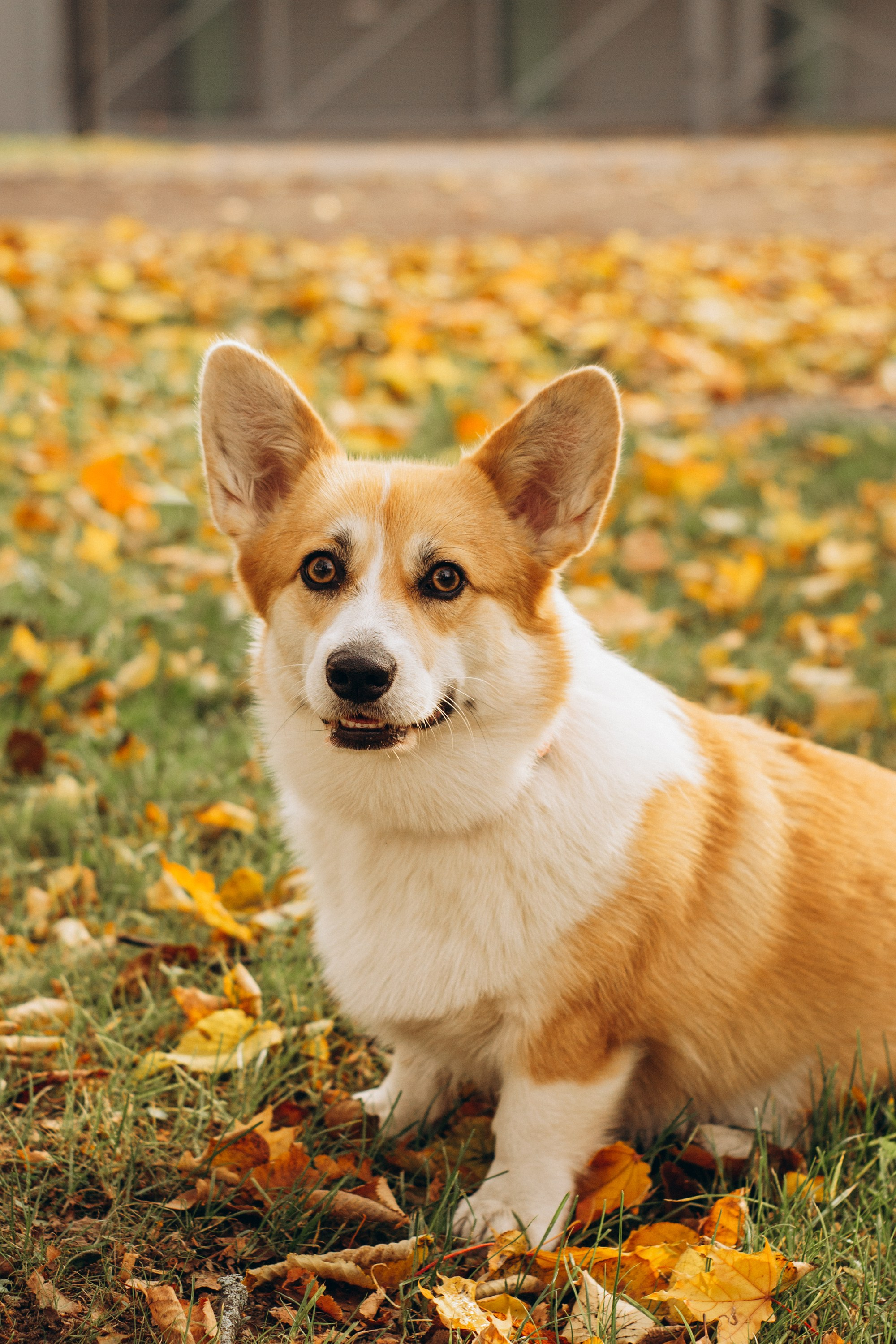 Corgi party, october. Kat Laisaar — Pet photographer in Tallinn