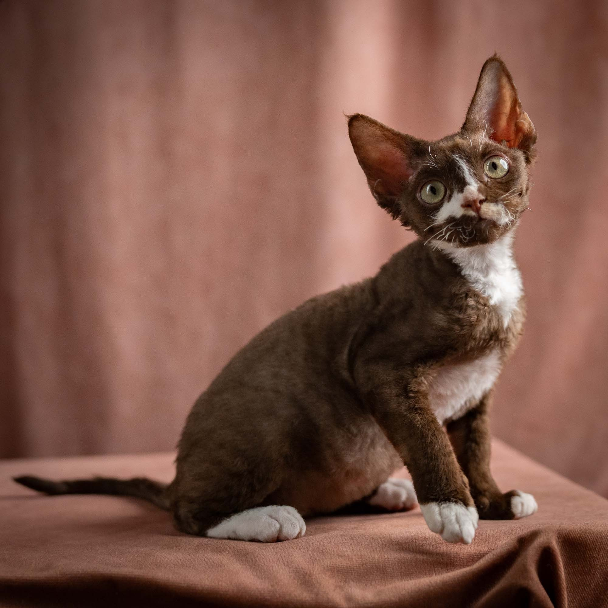 Preston, boy, born 02.11.26. Devon Rex Pixie Cattery