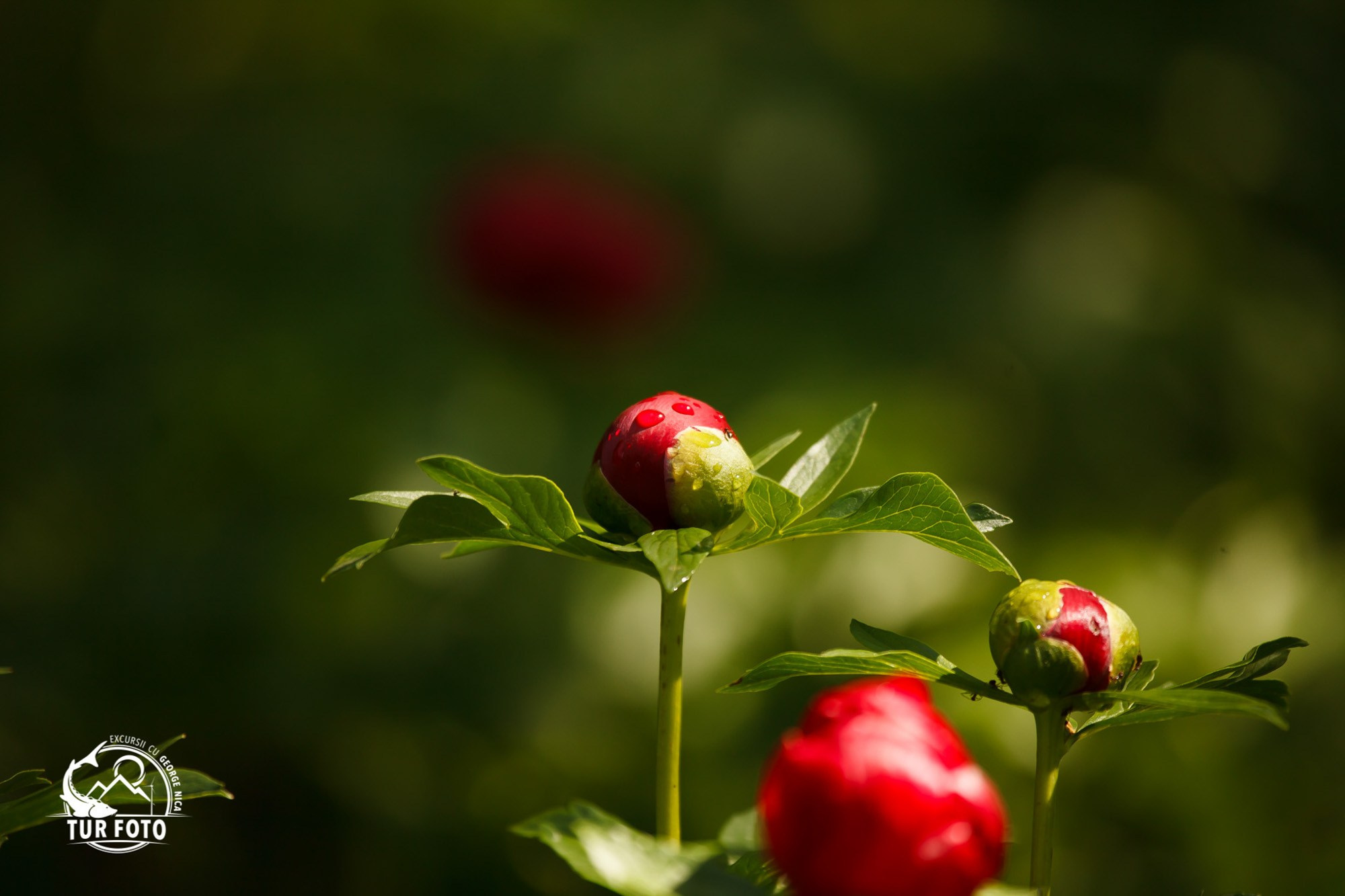 Tururi foto pentru programele Scoala Verde