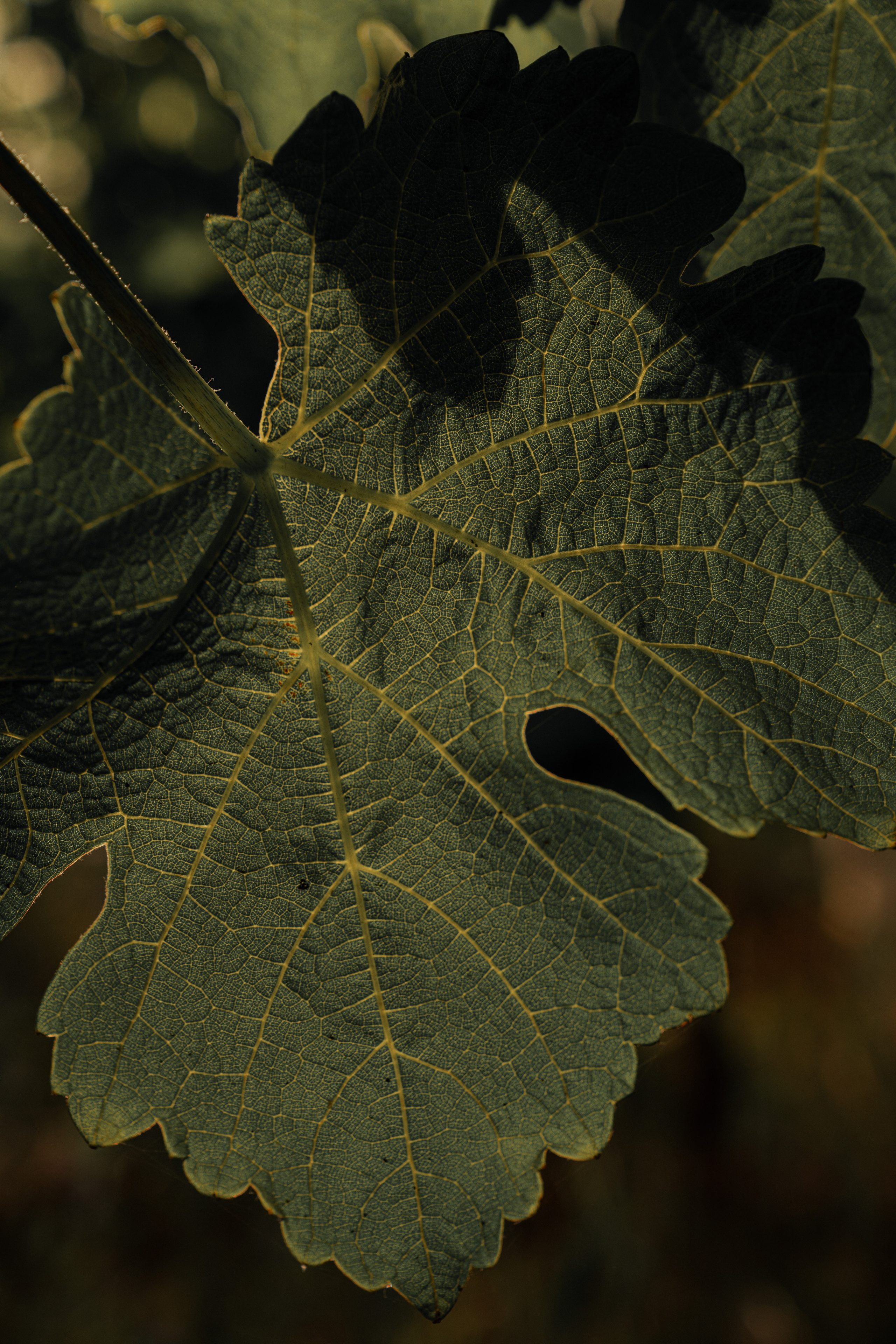 Estates Costa Lazaridi