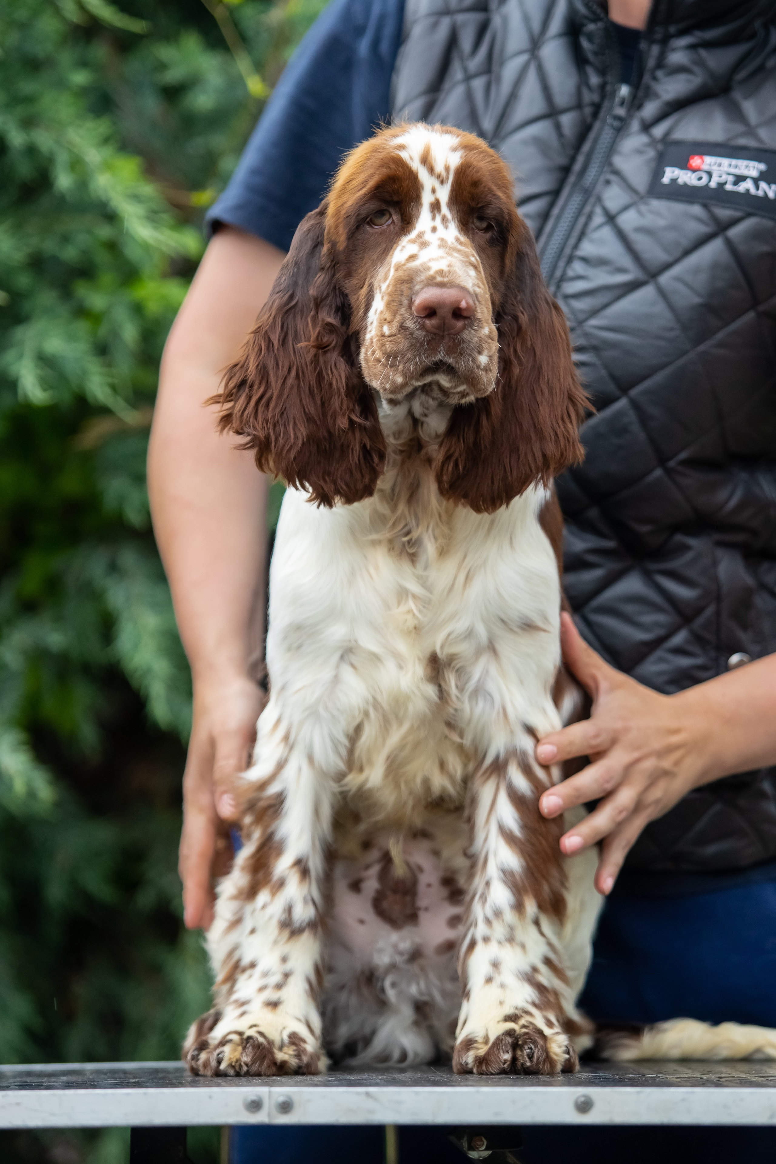 Male — Orange collar 🧡. Website of the titled stud dog of the Springer Spaniel breed