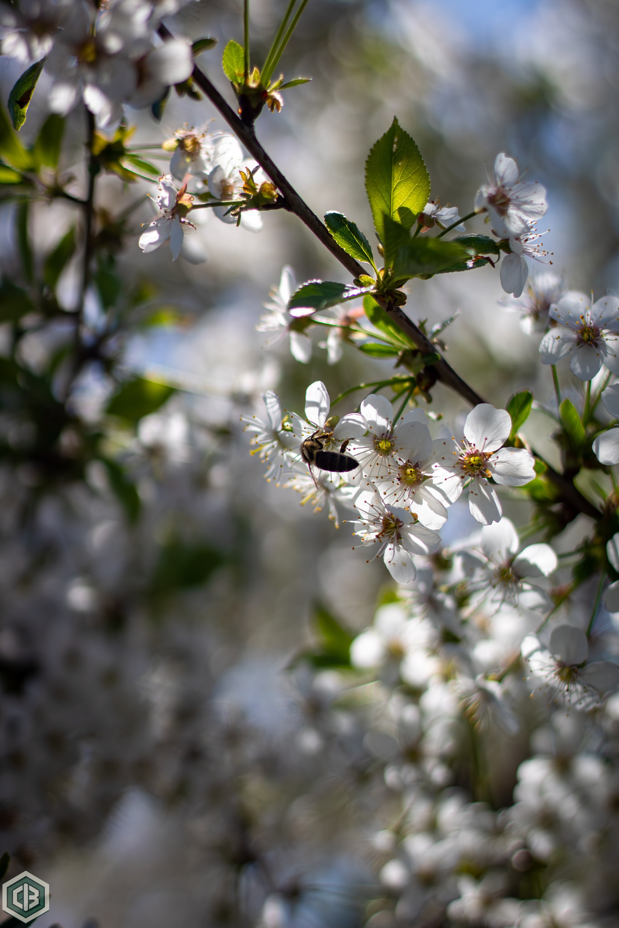 A bold greeting from spring. Cristian Baltag | Photography | Capturing Moments in Iasi