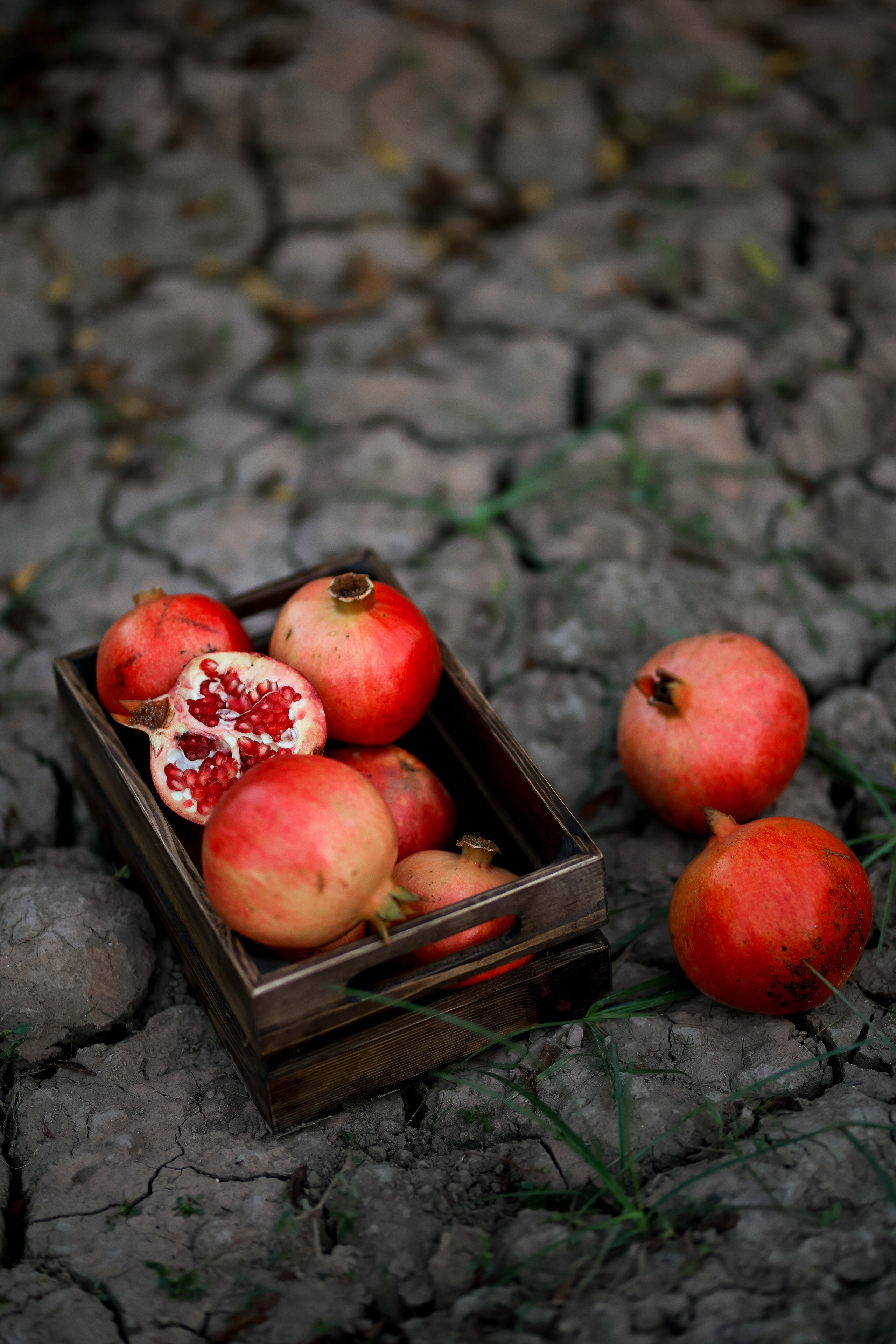 Photoshooting in pomegranate garden. Photographer in Turkey, Antalya, Kemer, Belek, Side, Kas, Fethiye