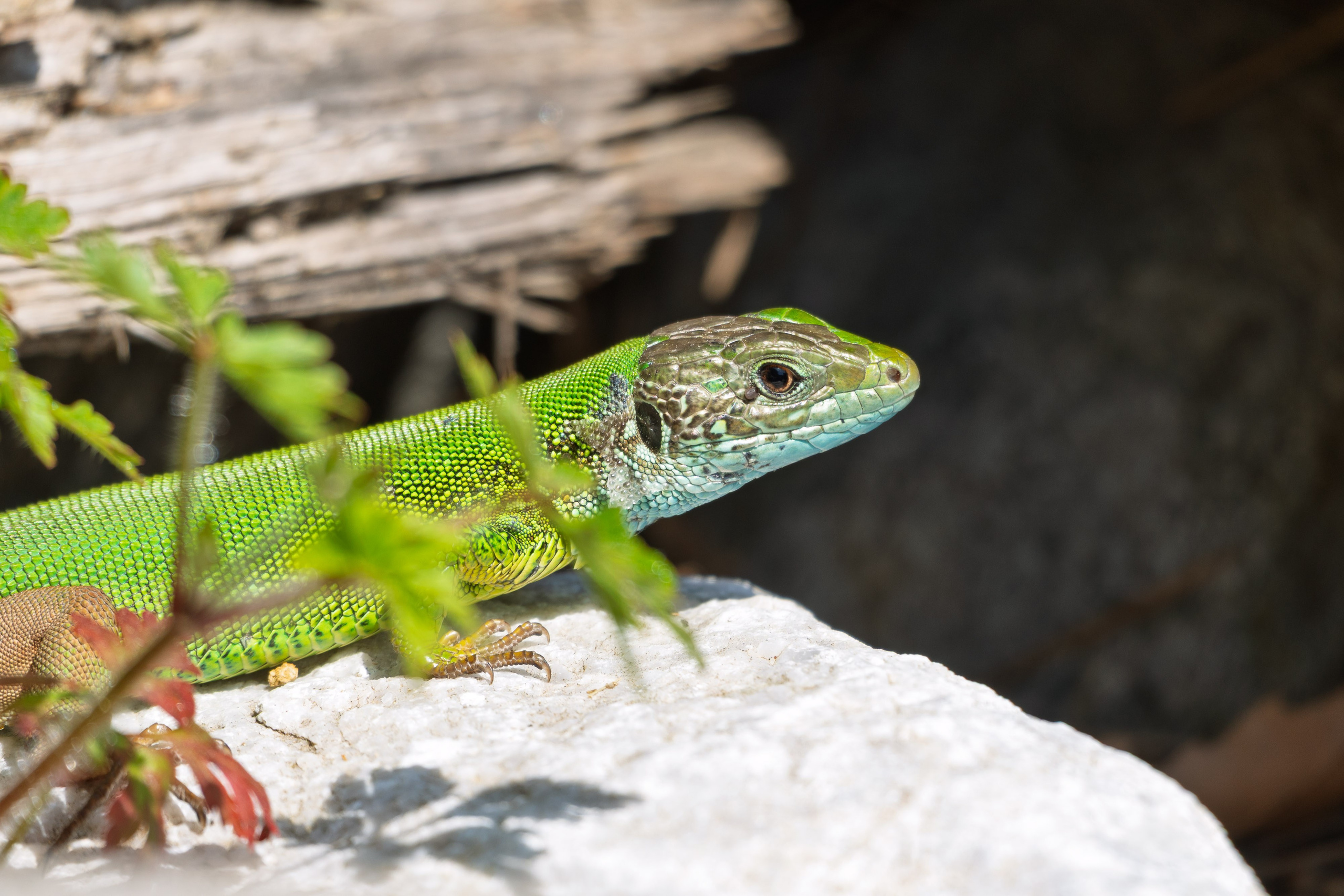 Thasos 2025. Fotografiideplacere.net