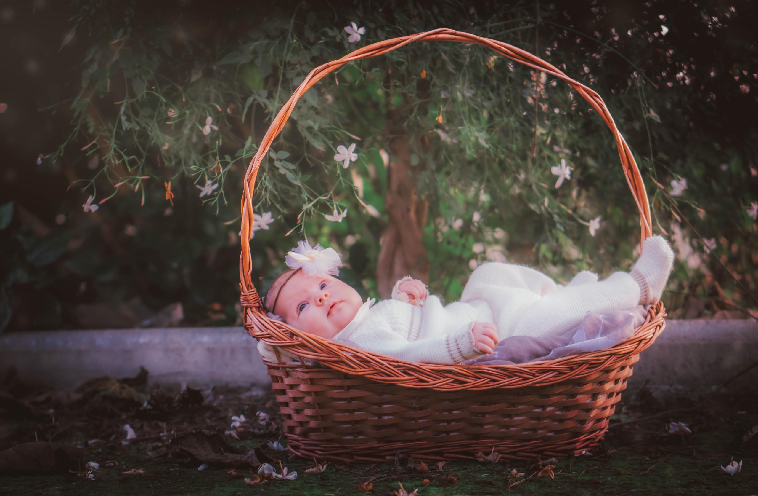 Olivia. Alba del Norte Studio