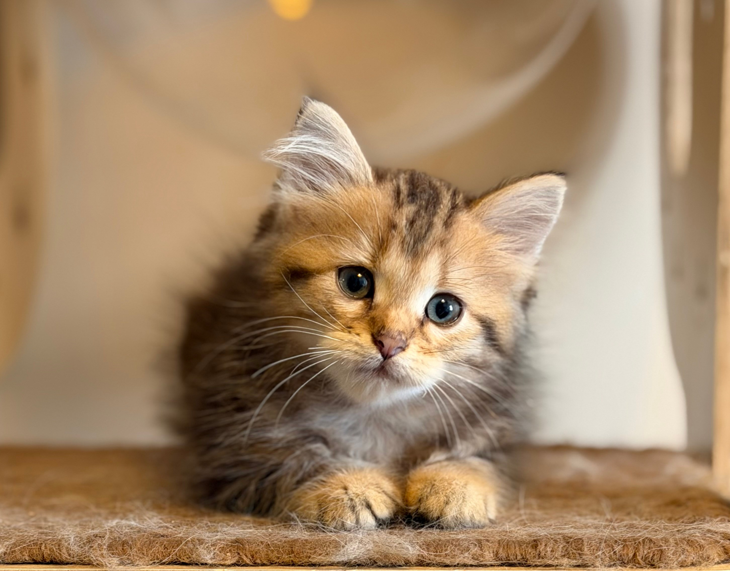 Dakota - Brown Classic Tabby Female 