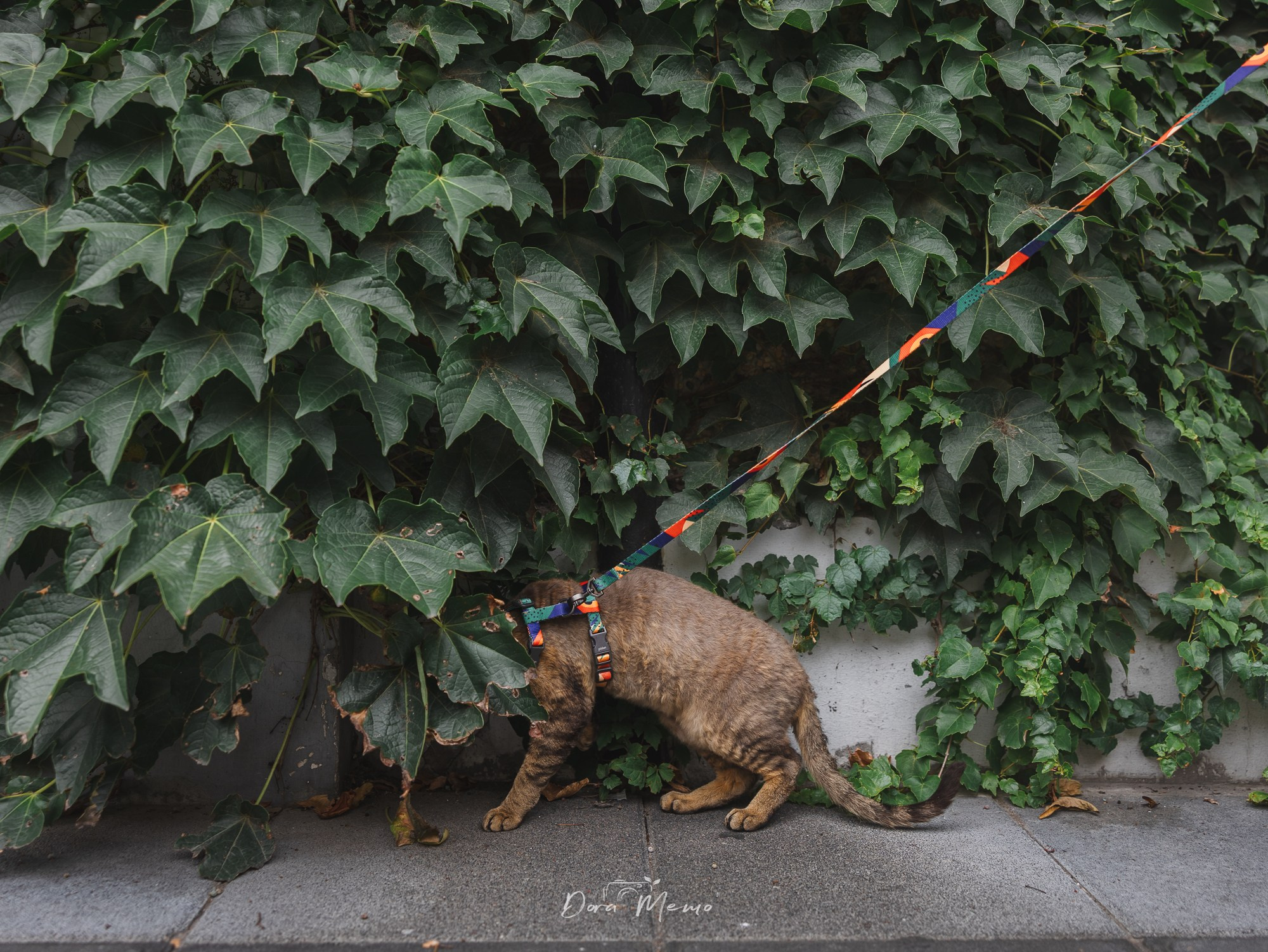 Shanghai Pet Family Photography | A Warm At-Home Session with Two Cats