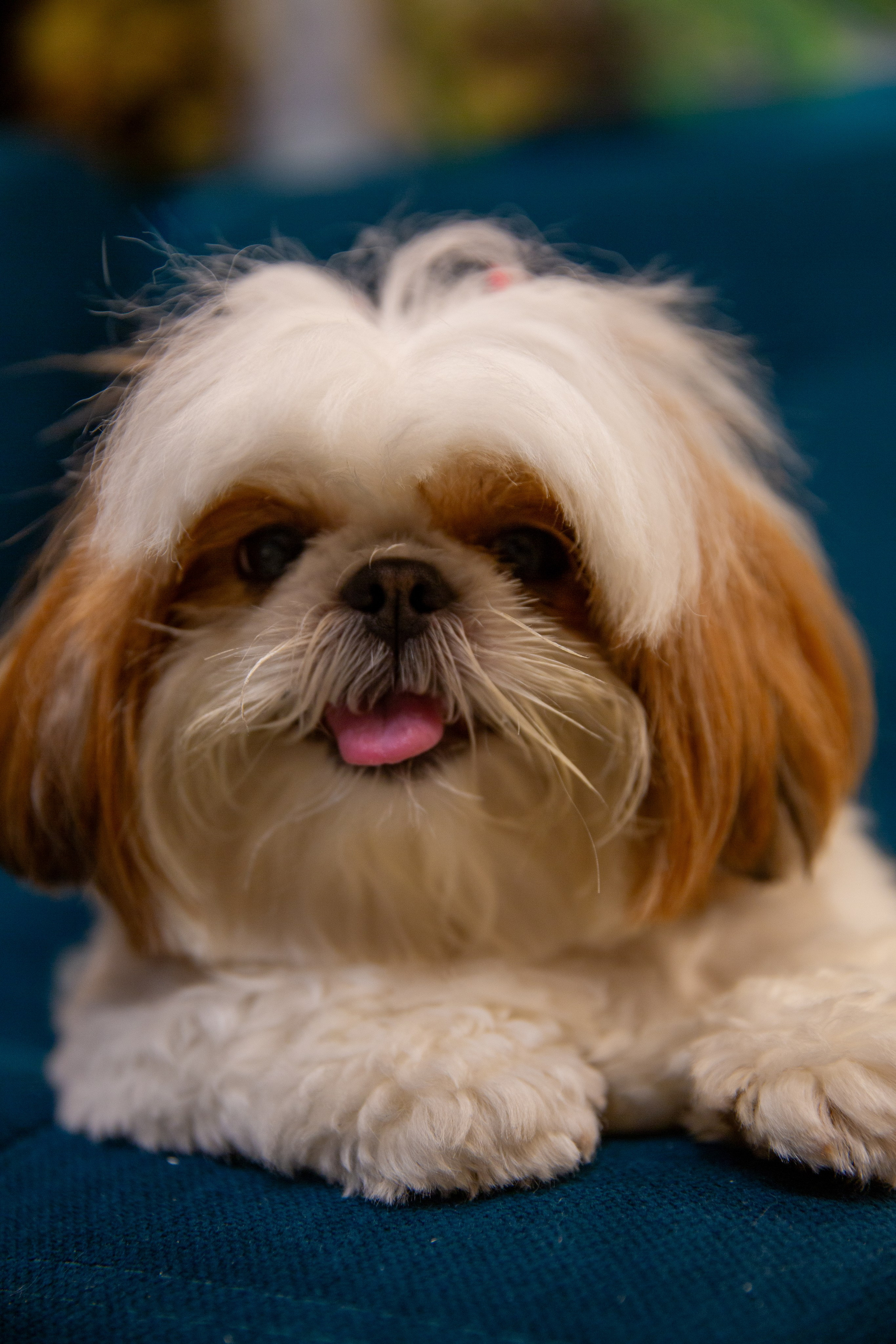 Retratos e Corporativo. Thiago Chinellato