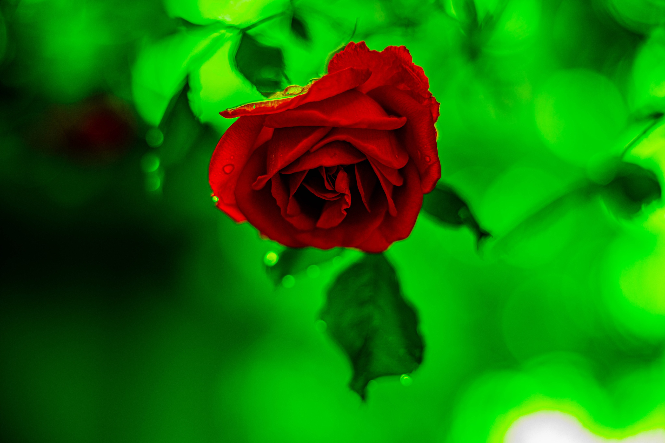 Scoala de Fotografie