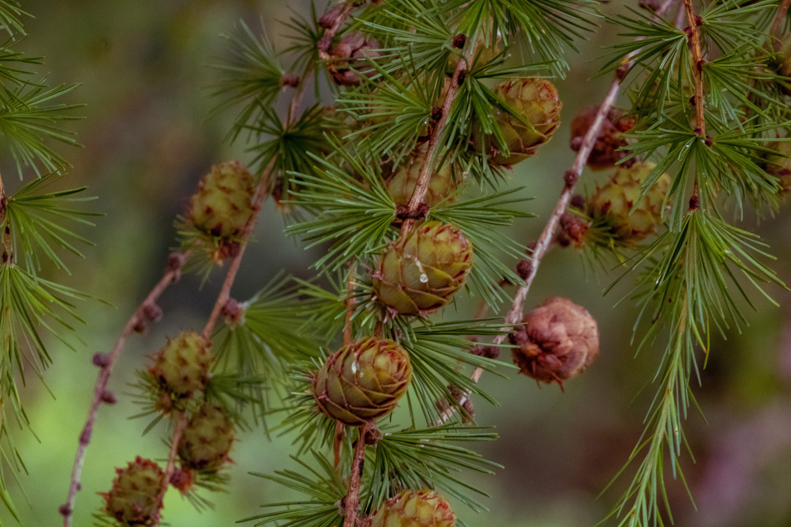 Peipsi järv (lilled). Nebula 25 — Fotod teie hingele
