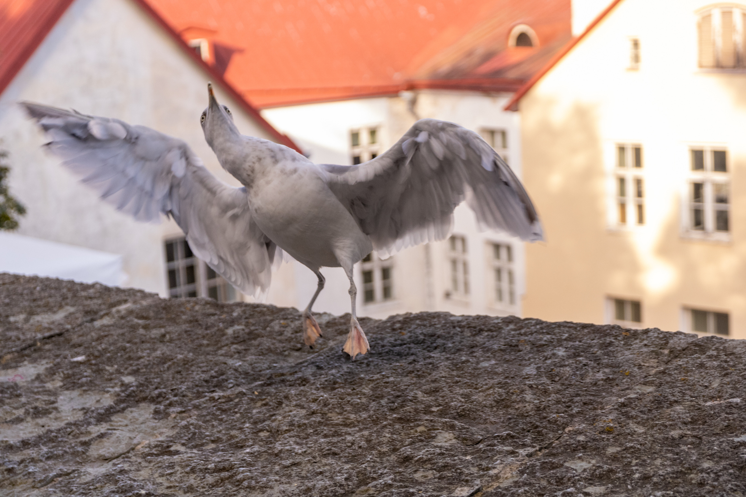 Romantika (Nika ja Pavel). Nebula 25 — Fotod teie hingele