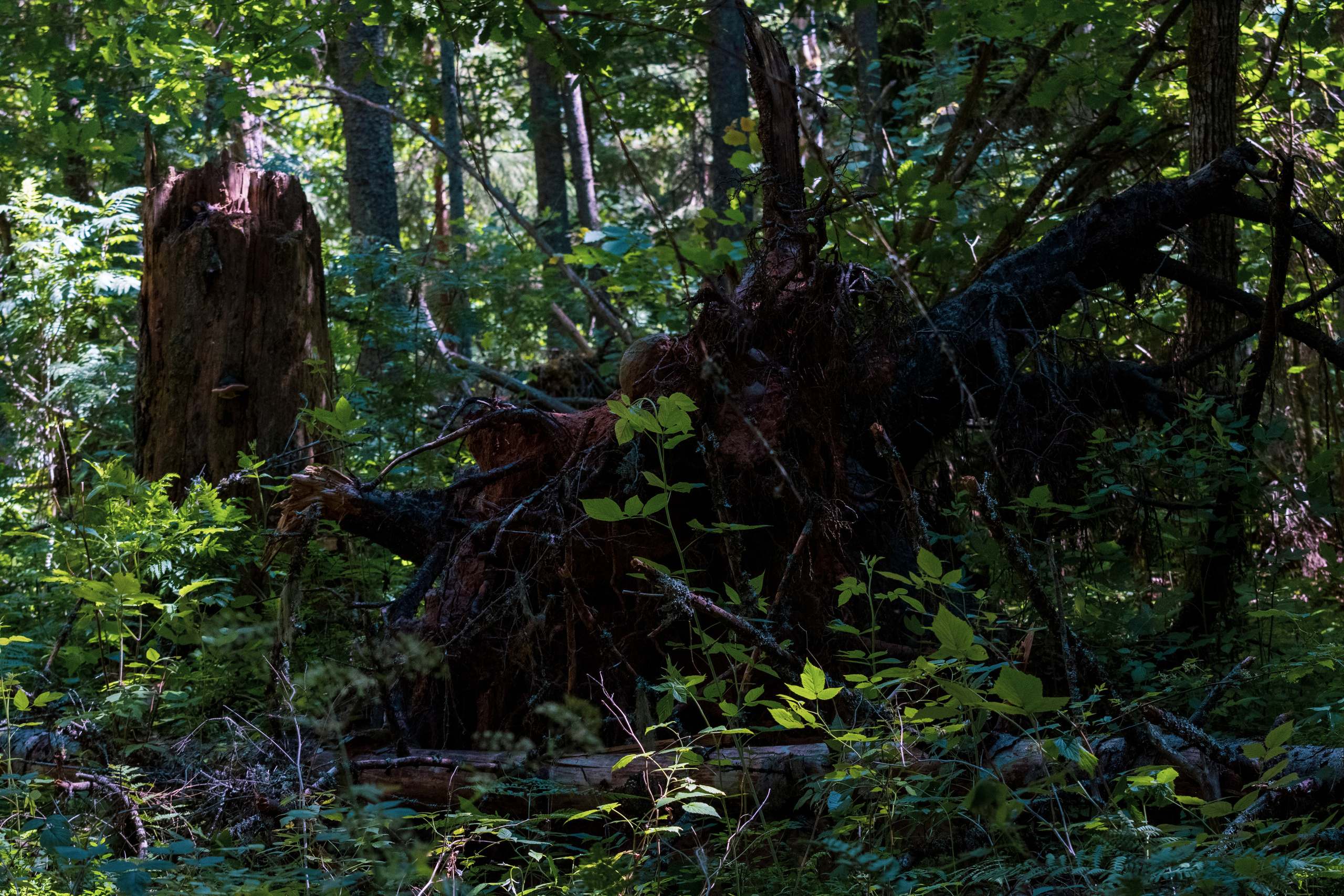 Peipsi järv (Taevaskoja). Nebula 25 — Fotod teie hingele