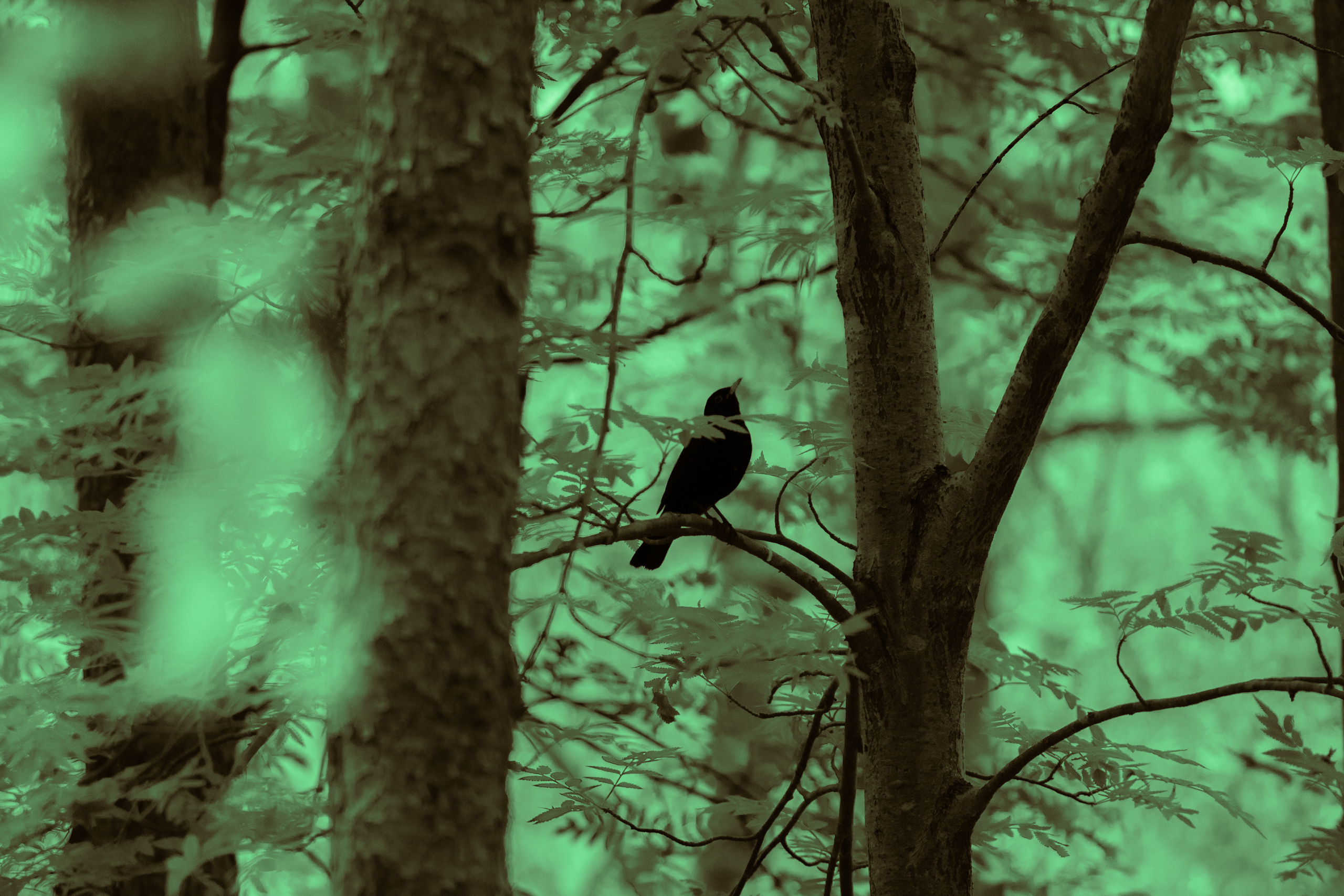 Värvide ja lillede ilu. Nebula 25 — Fotod teie hingele