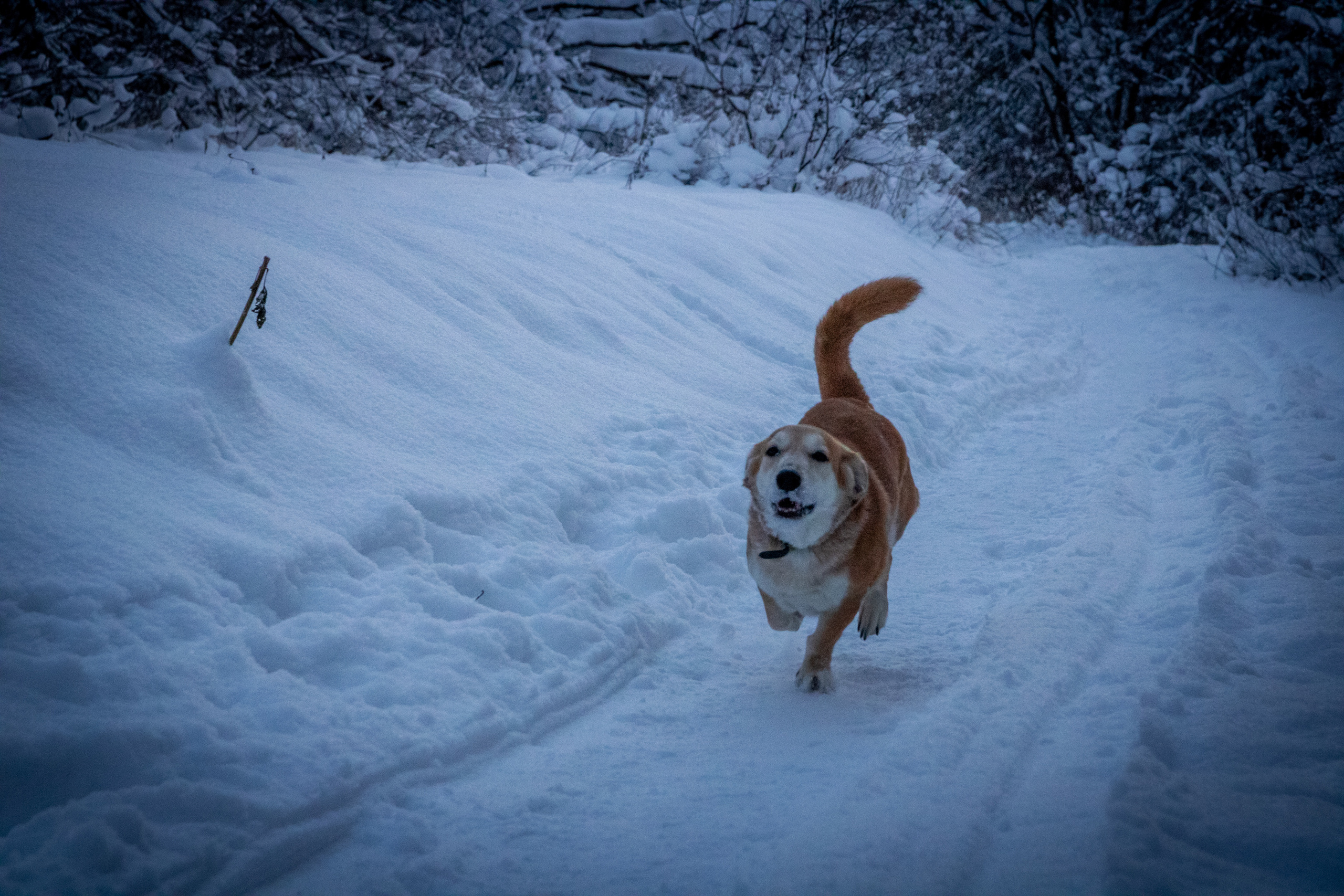 Talvine mets (2021 a.). Nebula 25 — Fotod teie hingele