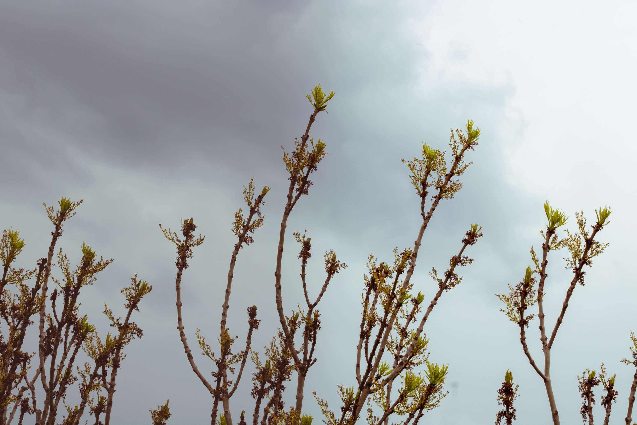 Viadukti ümbrus (2020 a.). Nebula 25 — Fotod teie hingele