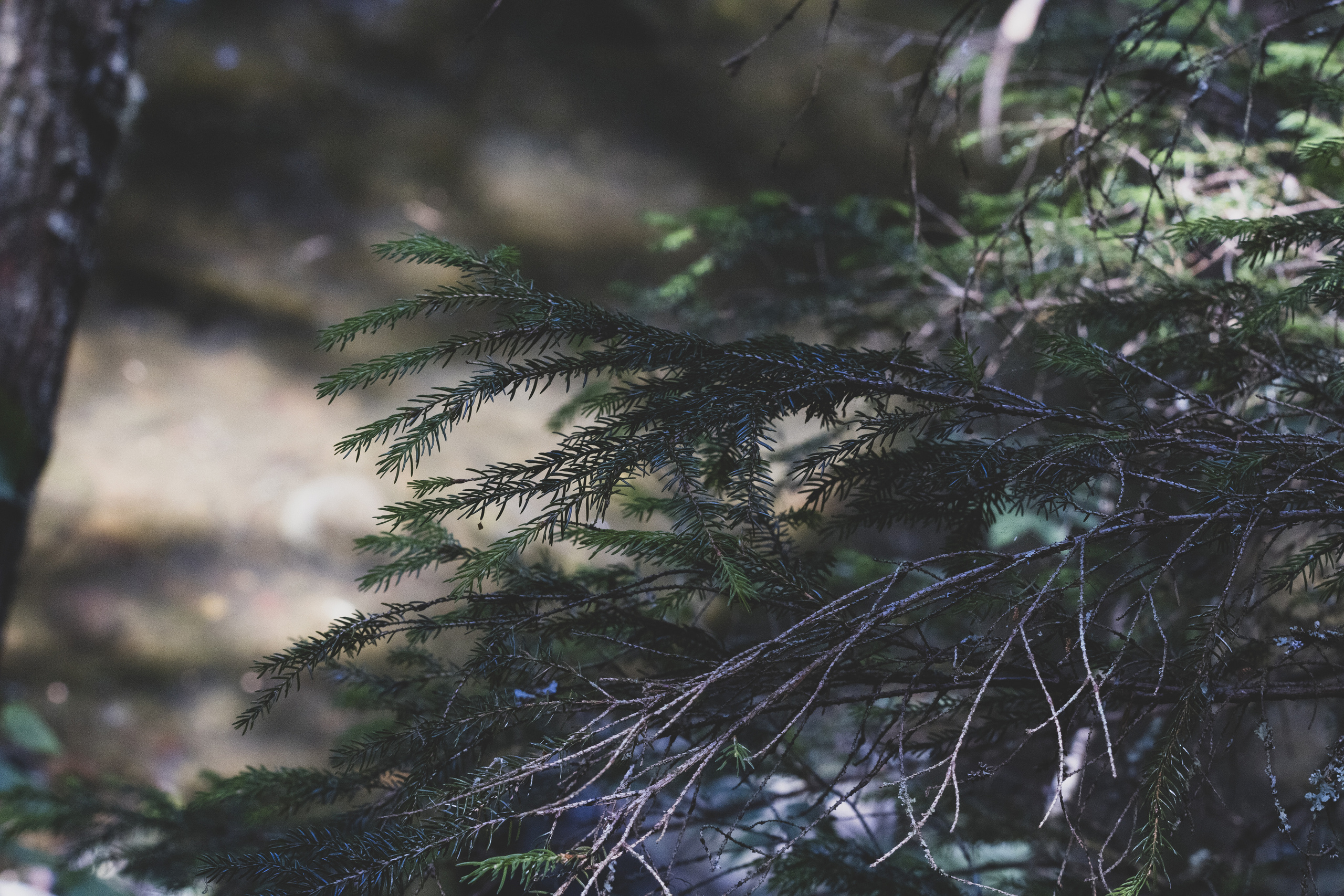 Peipsi järv (Taevaskoja). Nebula 25 — Fotod teie hingele