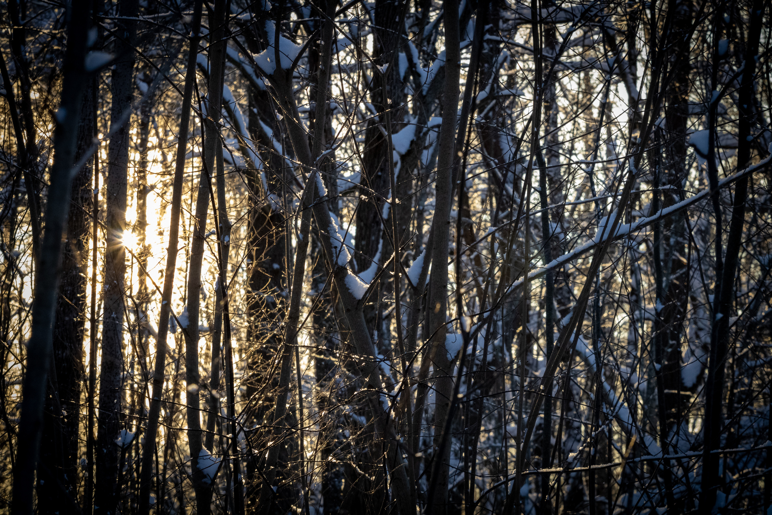 Talvine mets (2021 a.). Nebula 25 — Fotod teie hingele