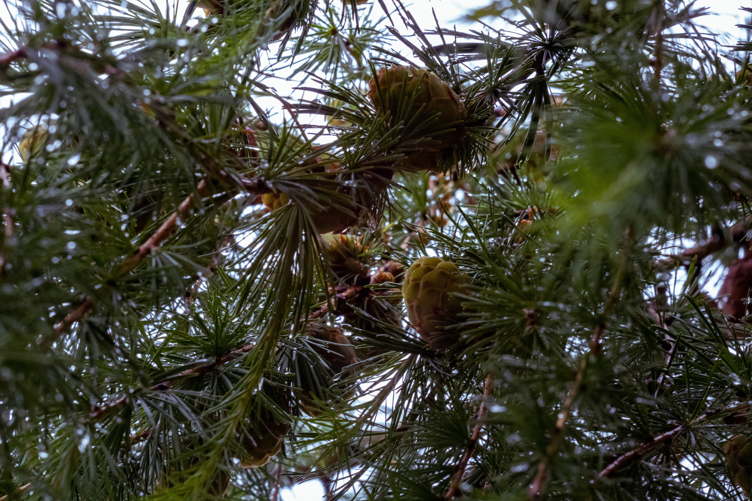 Peipsi järv (lilled). Nebula 25 — Fotod teie hingele