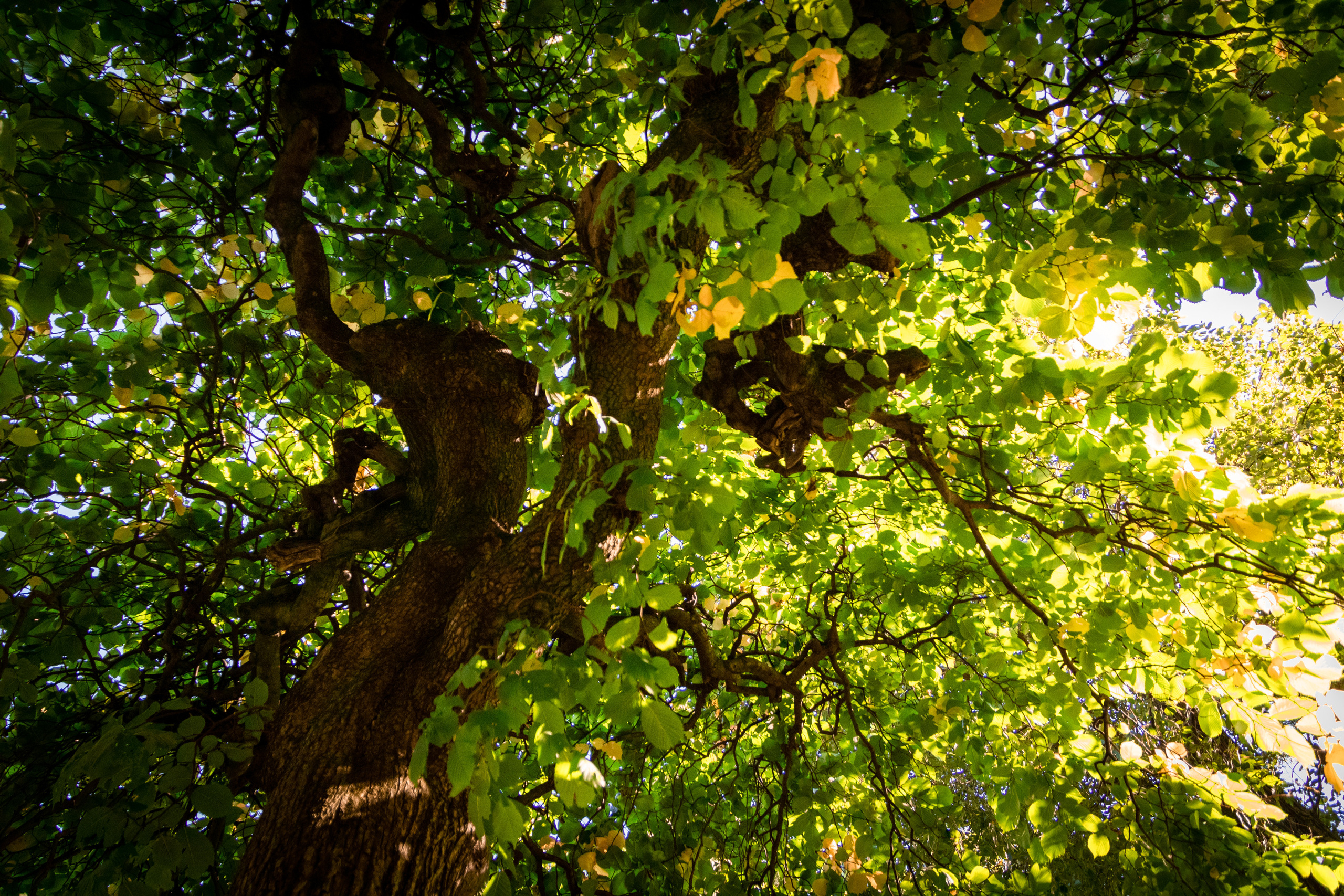 Romantika (Nika ja Pavel). Nebula 25 — Fotod teie hingele