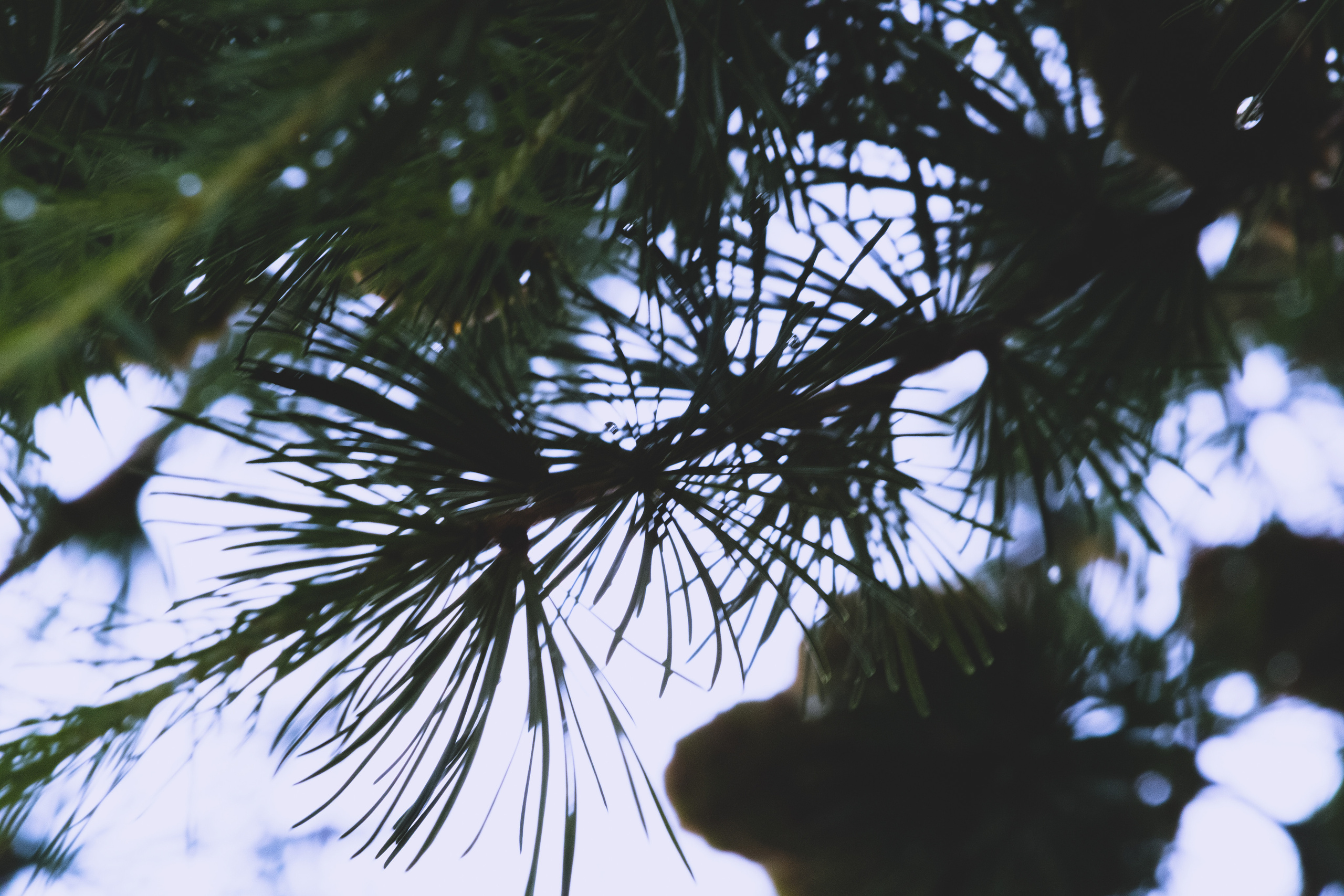 Peipsi järv (lilled). Nebula 25 — Fotod teie hingele