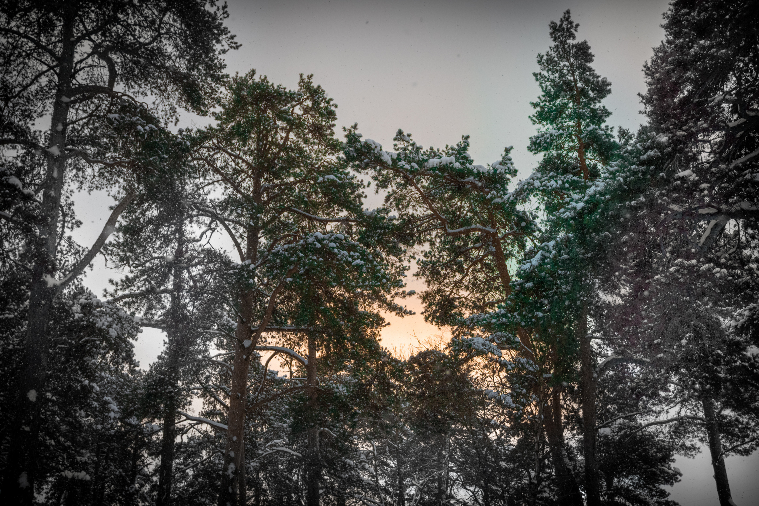 Talvine mets (2021 a.). Nebula 25 — Fotod teie hingele