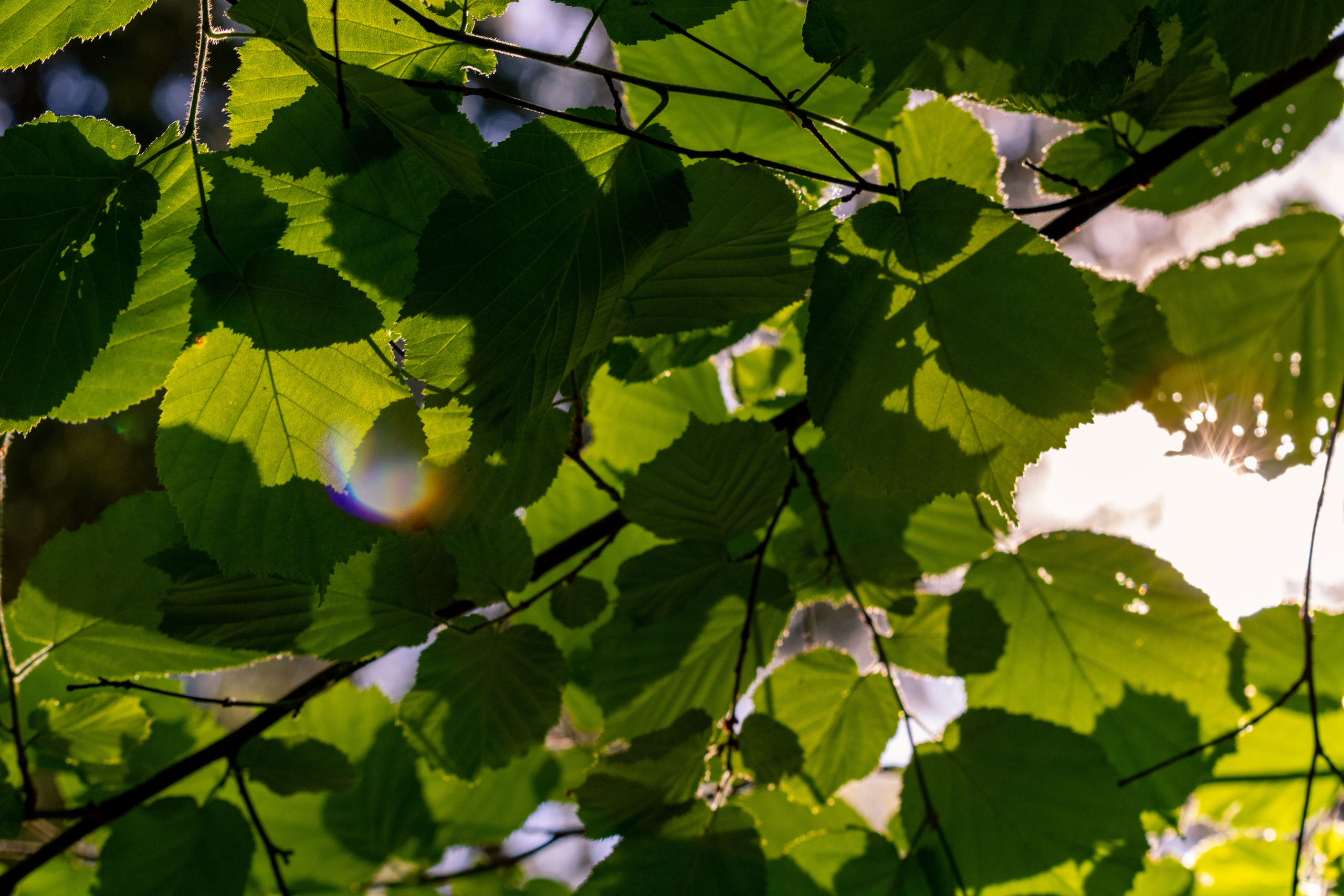 Peipsi järv (Taevaskoja). Nebula 25 — Fotod teie hingele