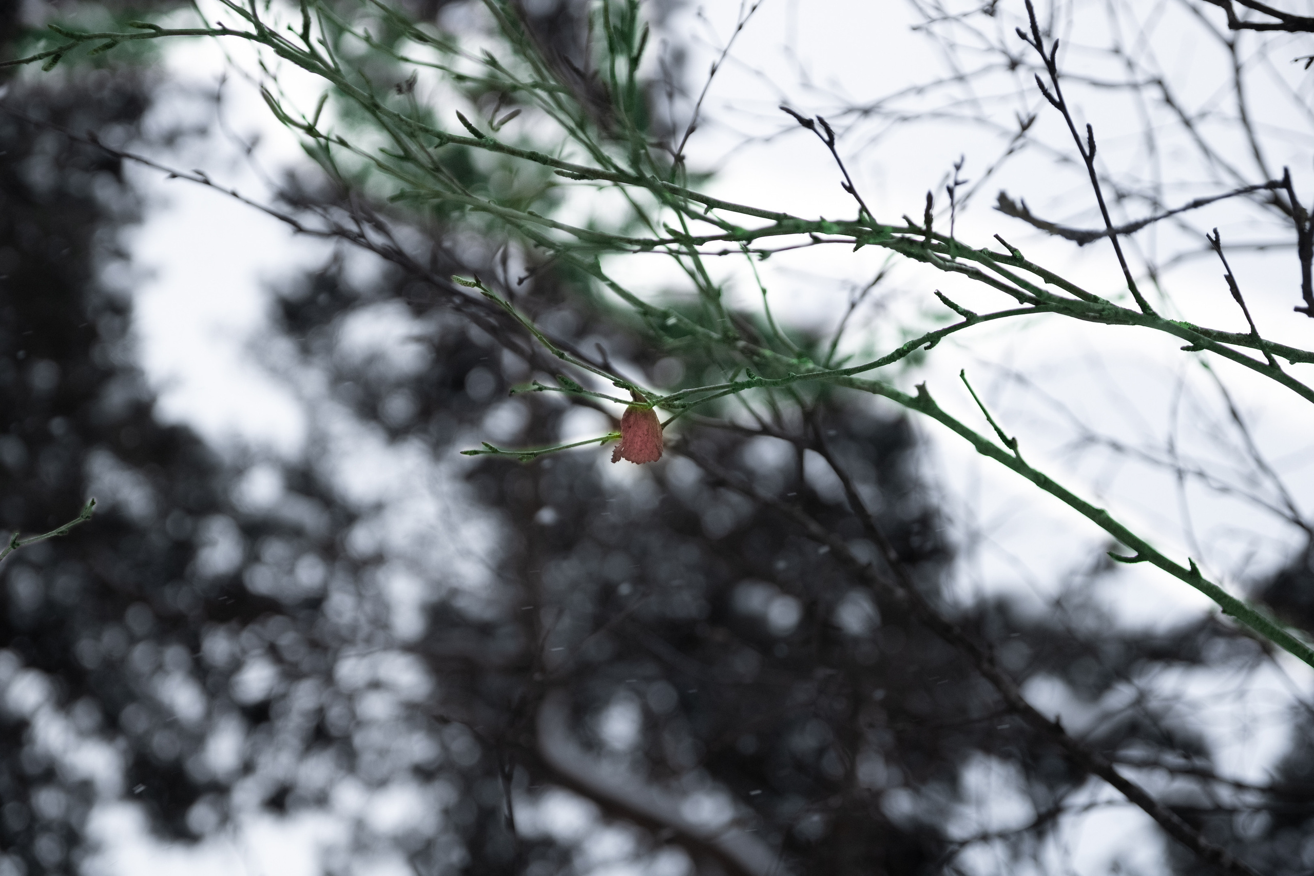 Talvine mets (2021 a.). Nebula 25 — Fotod teie hingele