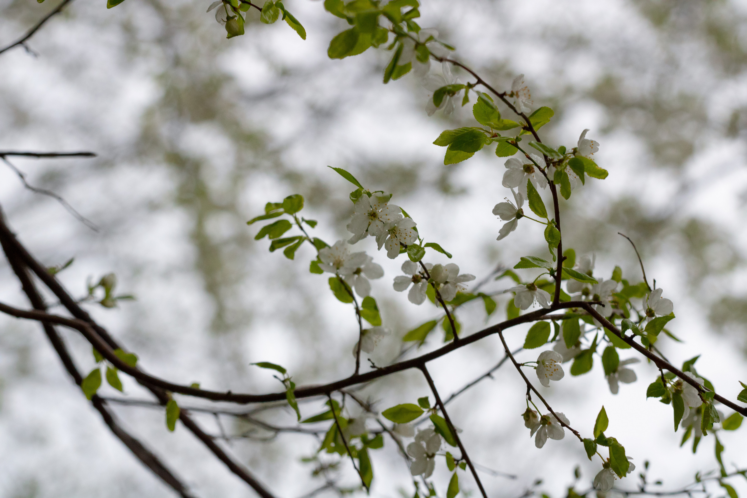 Möldre tee. Nebula 25 — Fotod teie hingele