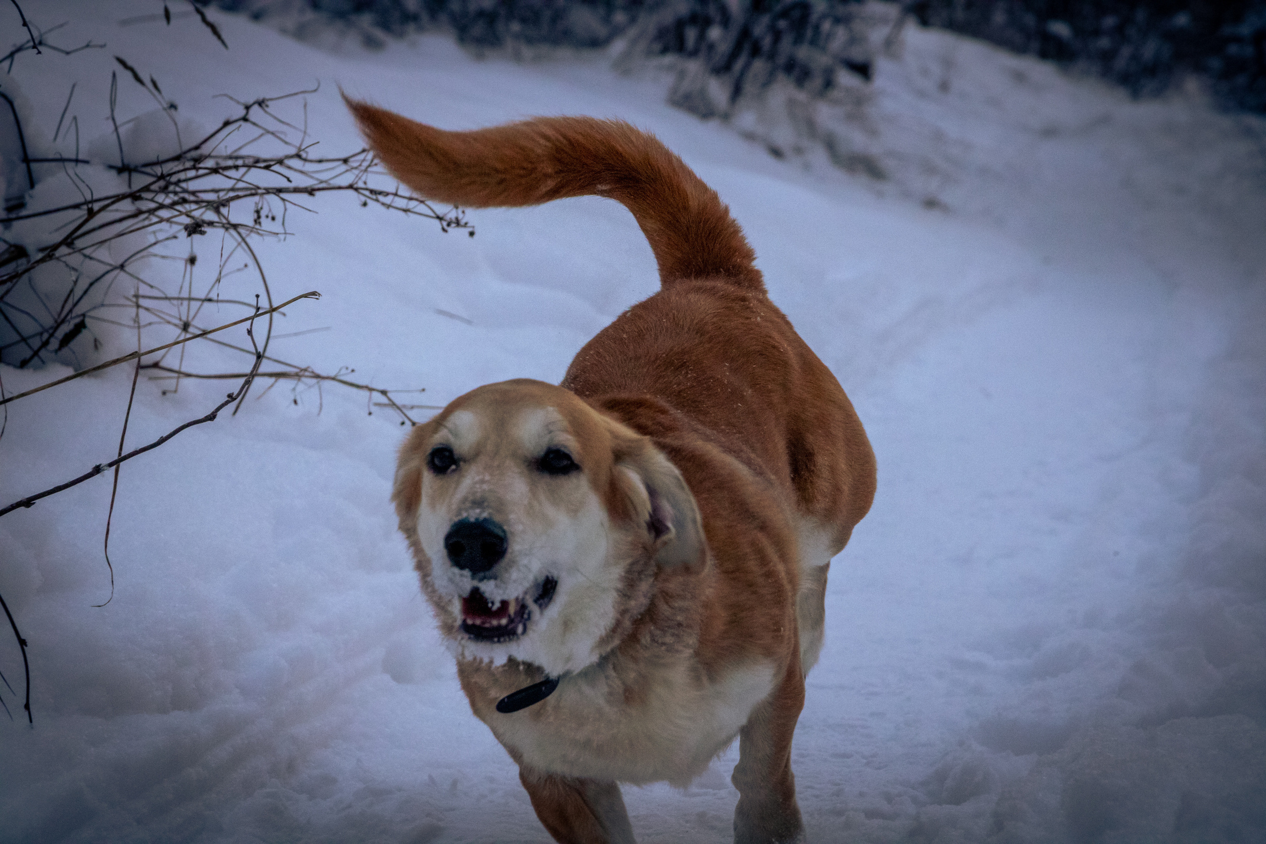 Talvine mets (2021 a.). Nebula 25 — Fotod teie hingele