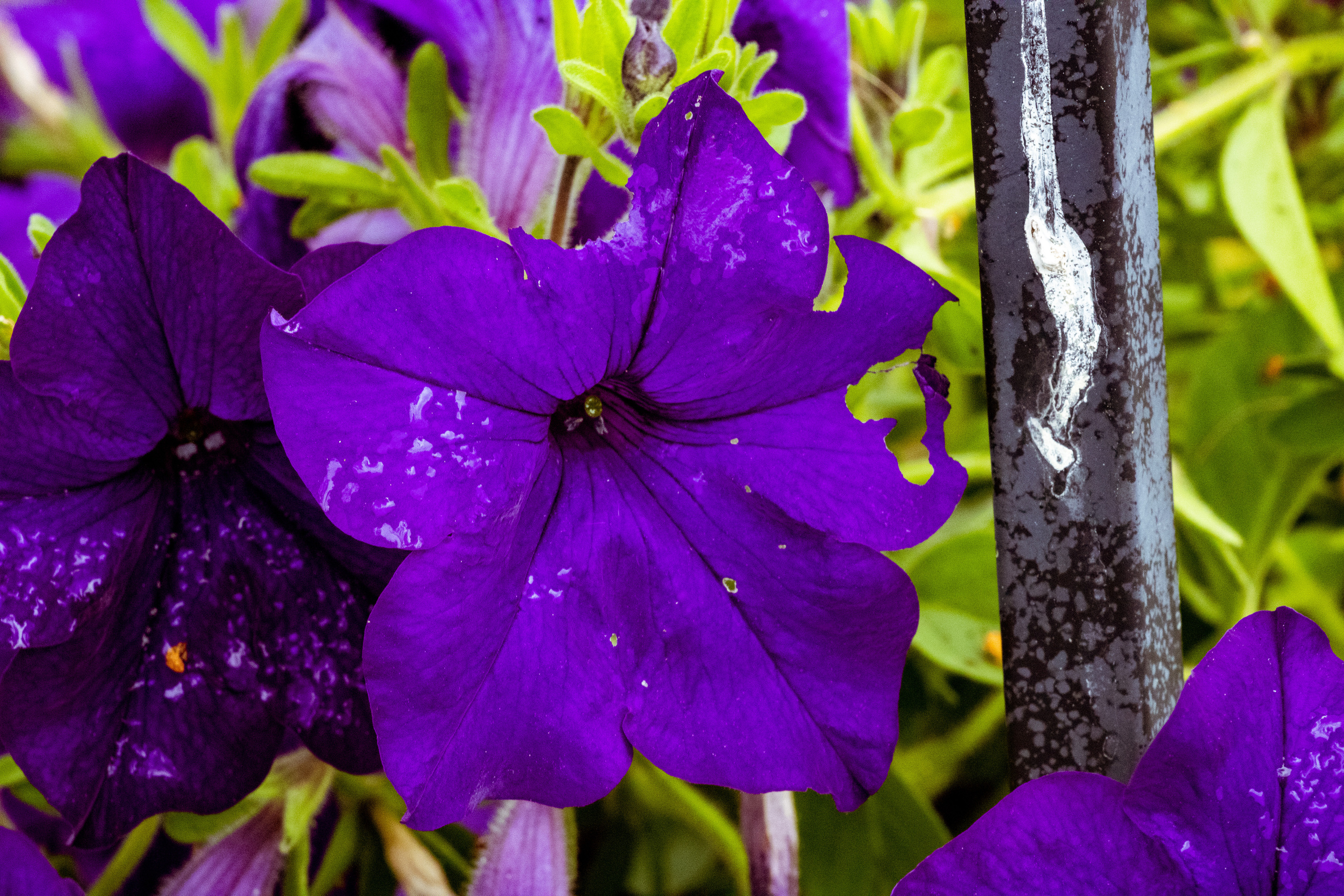 Peipsi järv (lilled). Nebula 25 — Fotod teie hingele