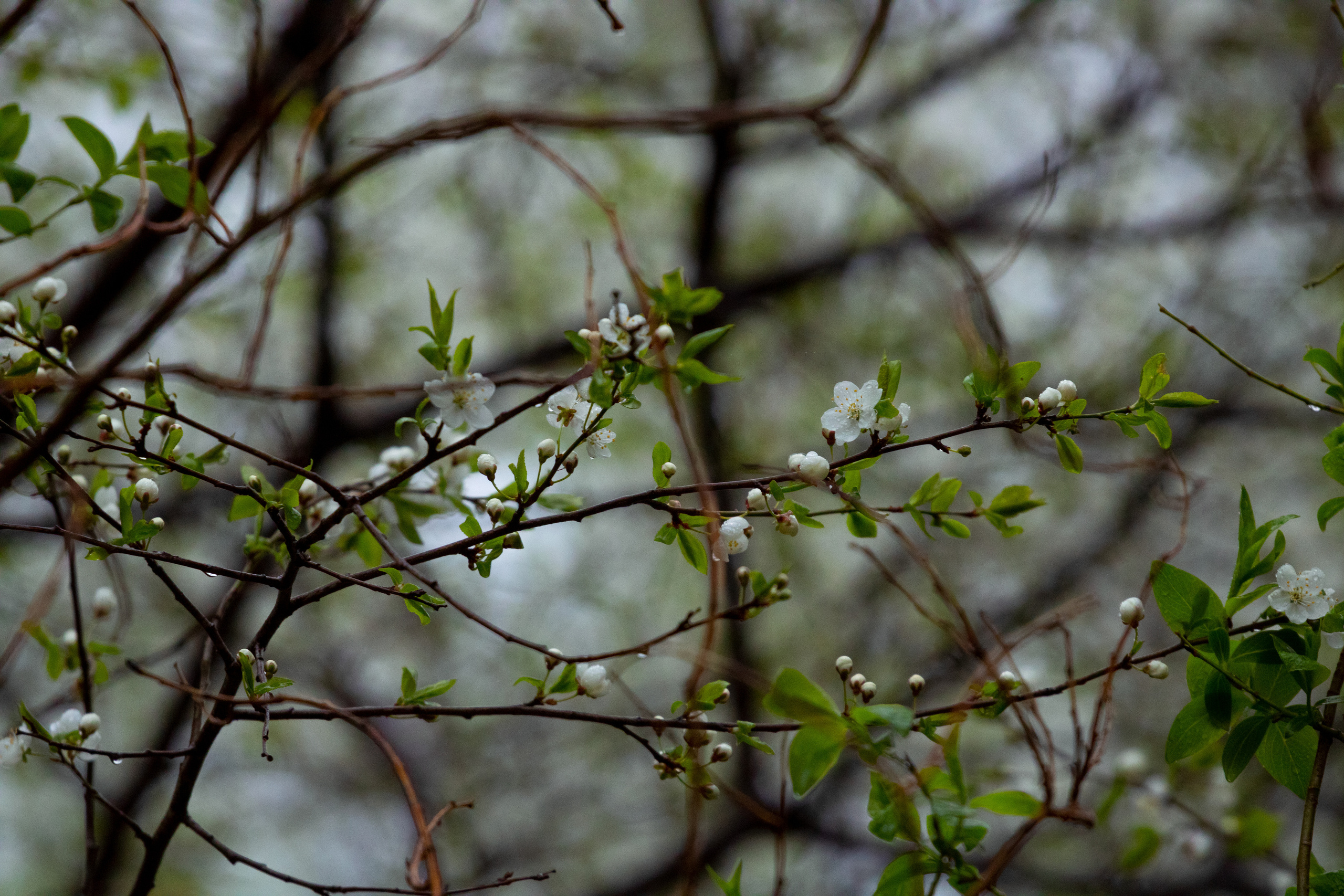 Möldre tee. Nebula 25 — Fotod teie hingele