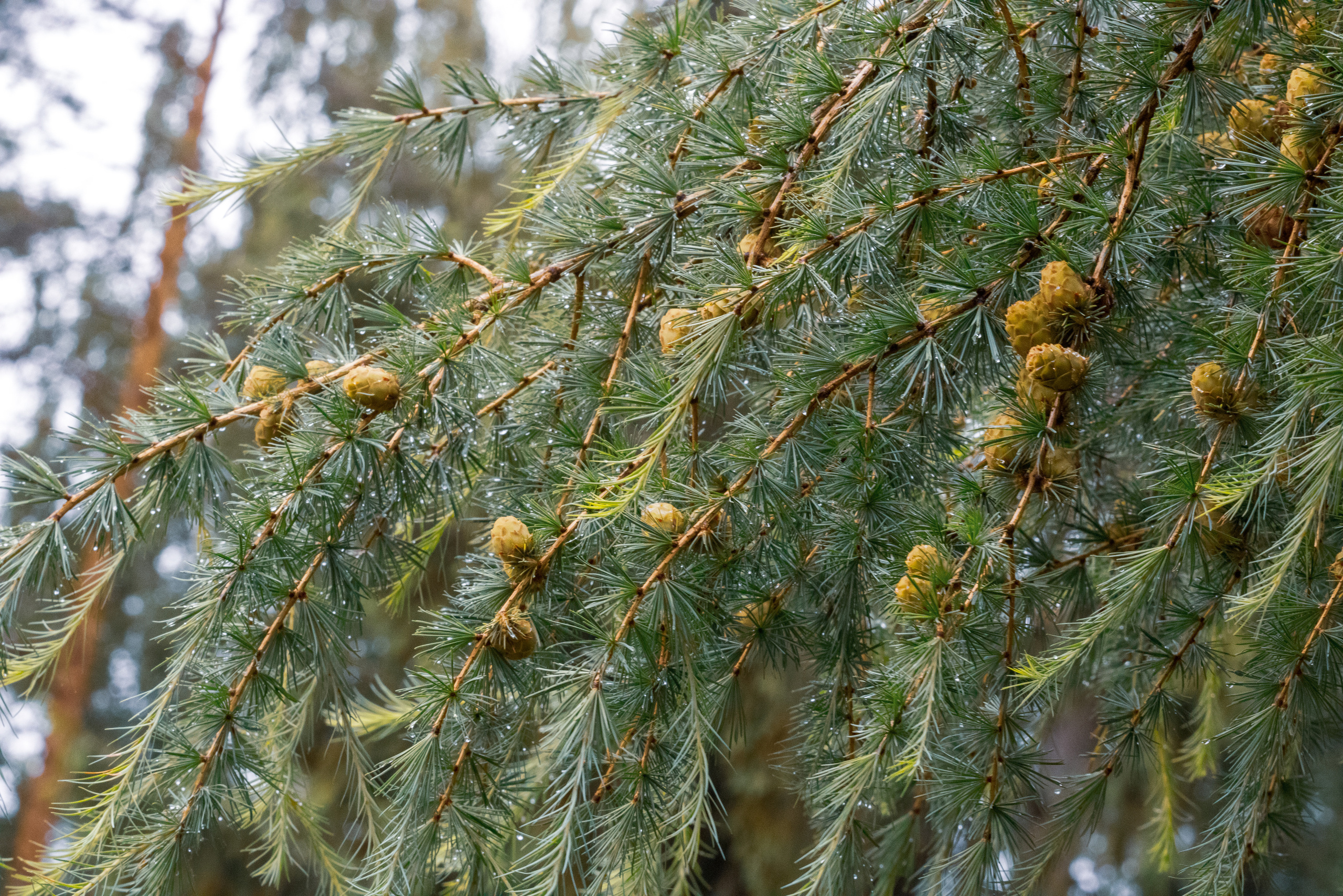 Peipsi järv (lilled). Nebula 25 — Fotod teie hingele