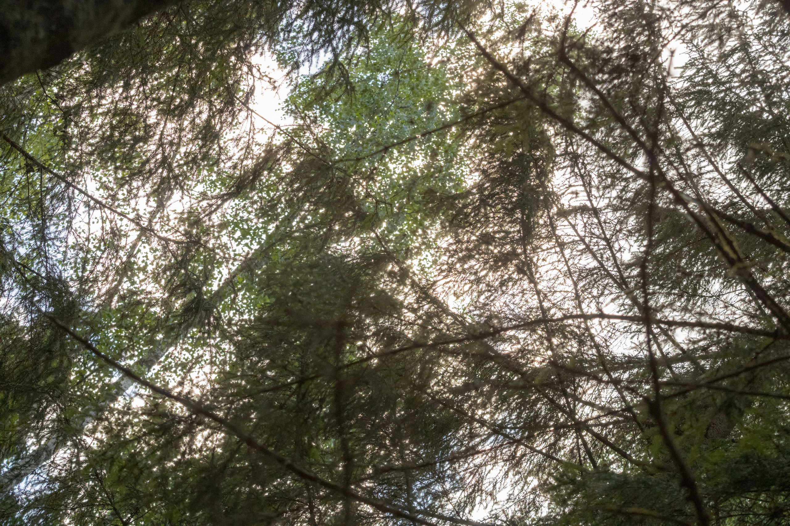 Peipsi järv (Taevaskoja). Nebula 25 — Fotod teie hingele