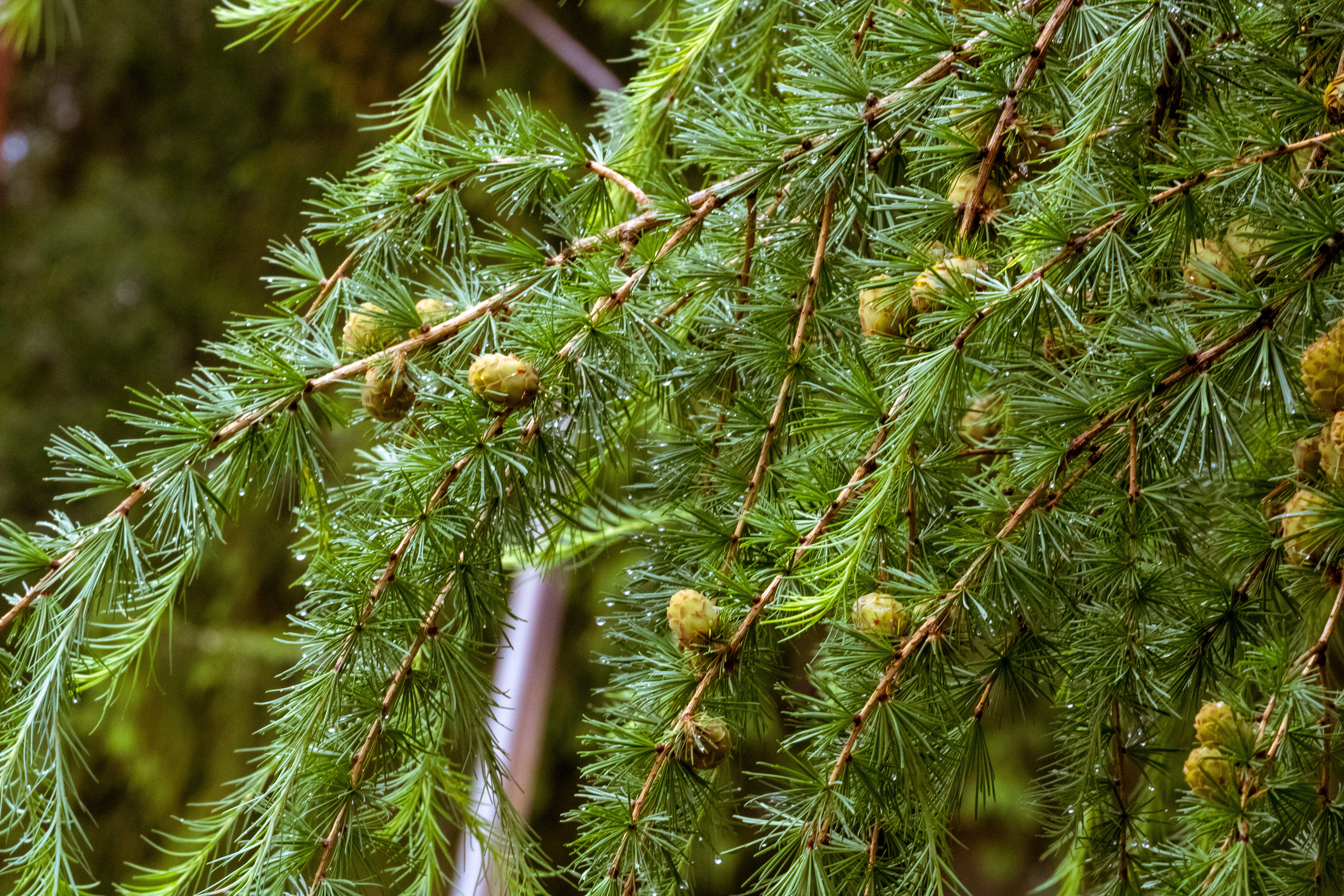 Peipsi järv (lilled). Nebula 25 — Fotod teie hingele
