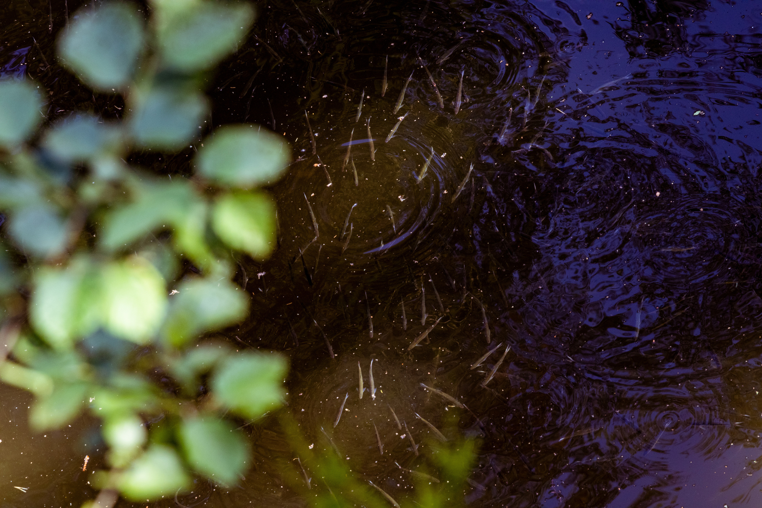 Peipsi järv (Taevaskoja). Nebula 25 — Fotod teie hingele