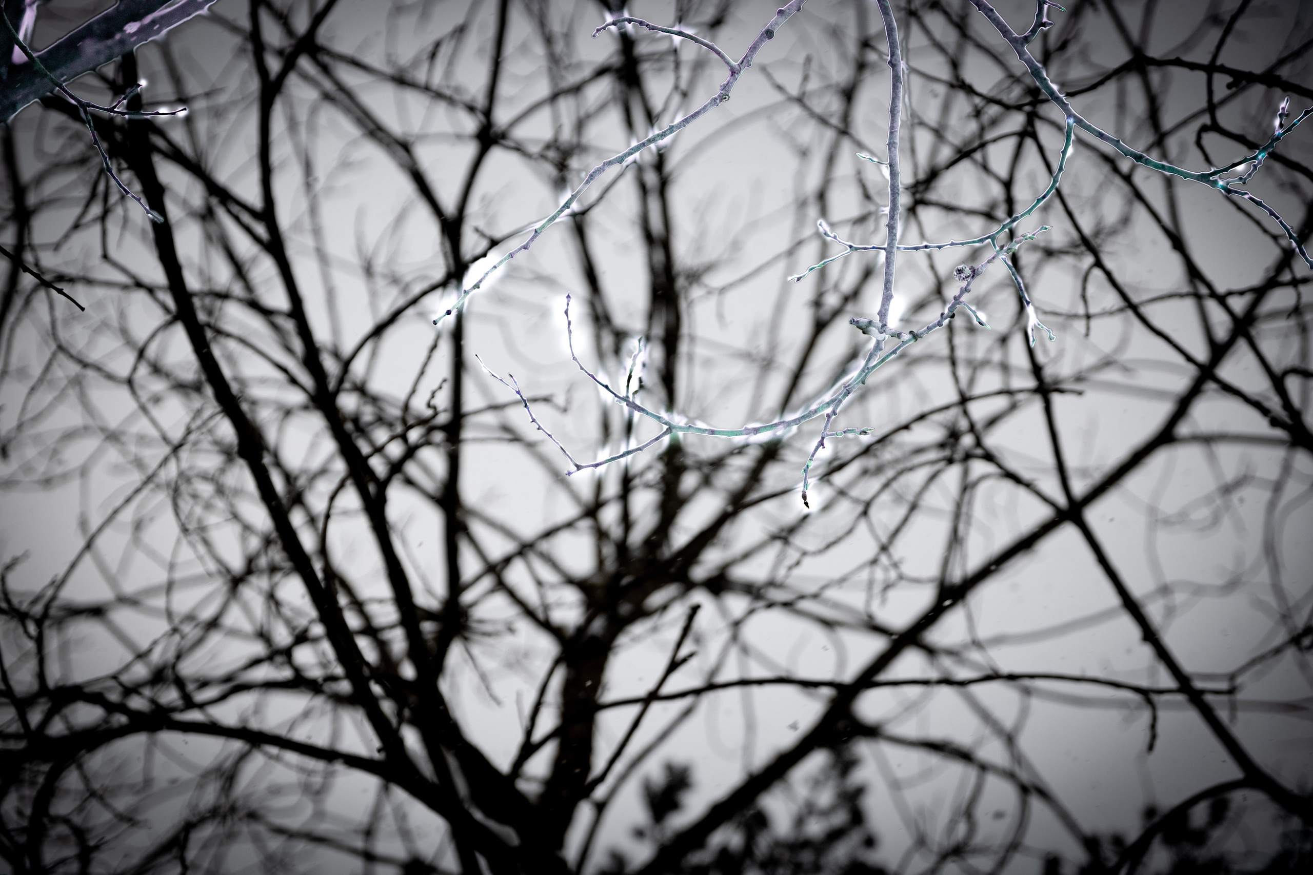 Talvine mets (2021 a.). Nebula 25 — Fotod teie hingele