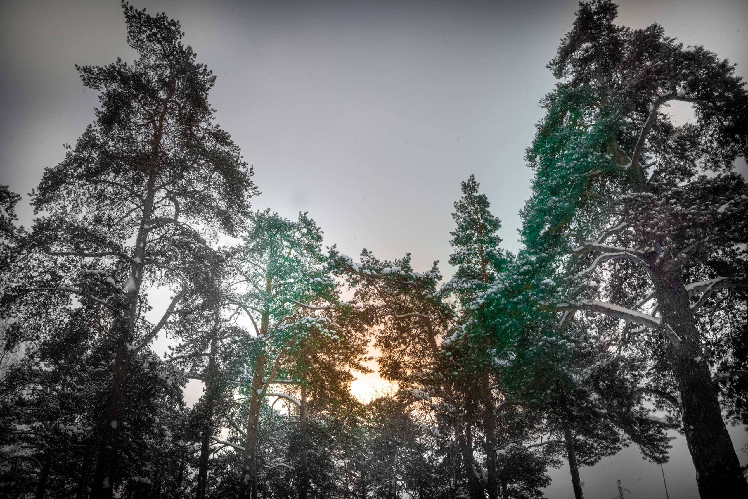 Talvine mets (2021 a.). Nebula 25 — Fotod teie hingele