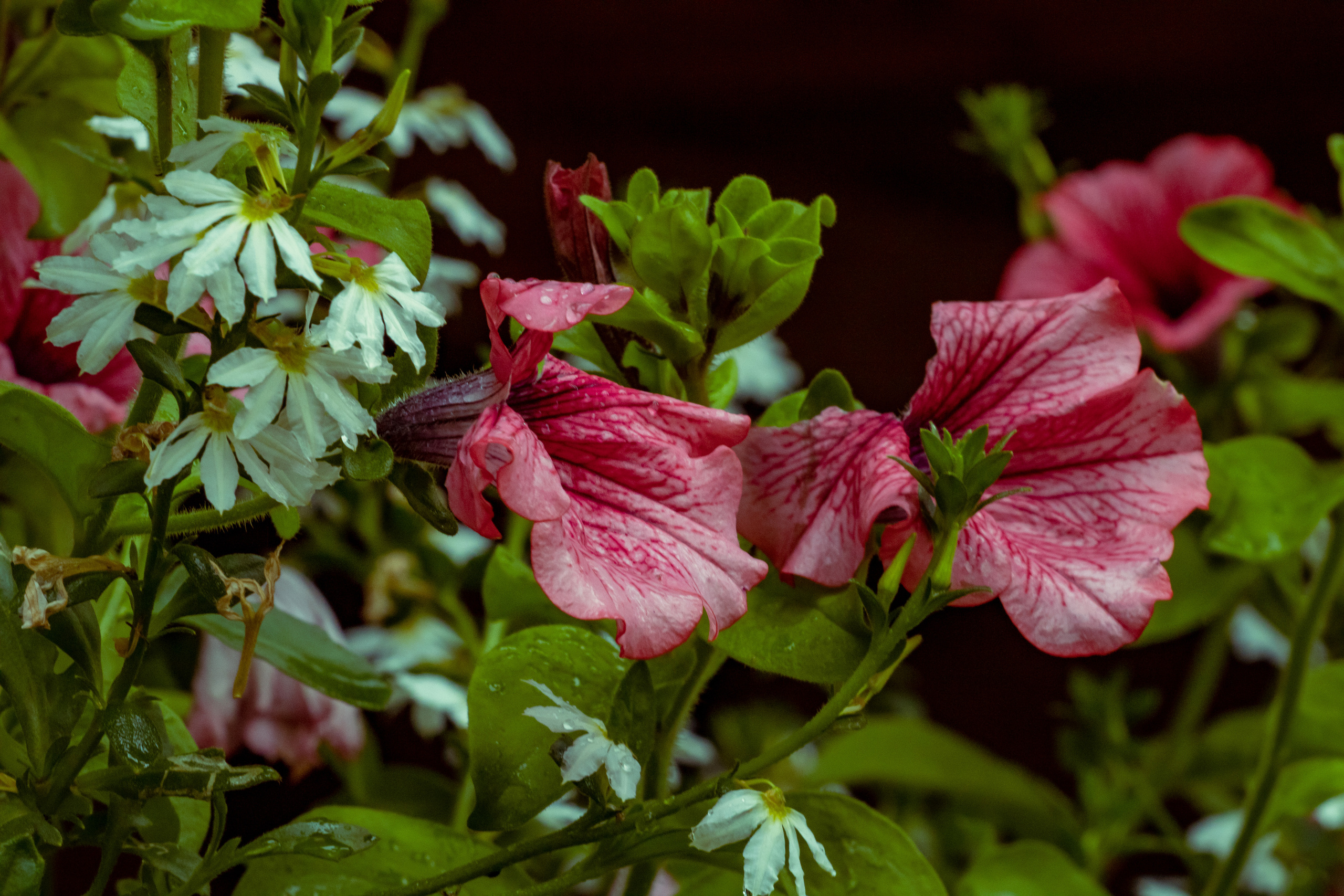 Peipsi järv (lilled). Nebula 25 — Fotod teie hingele