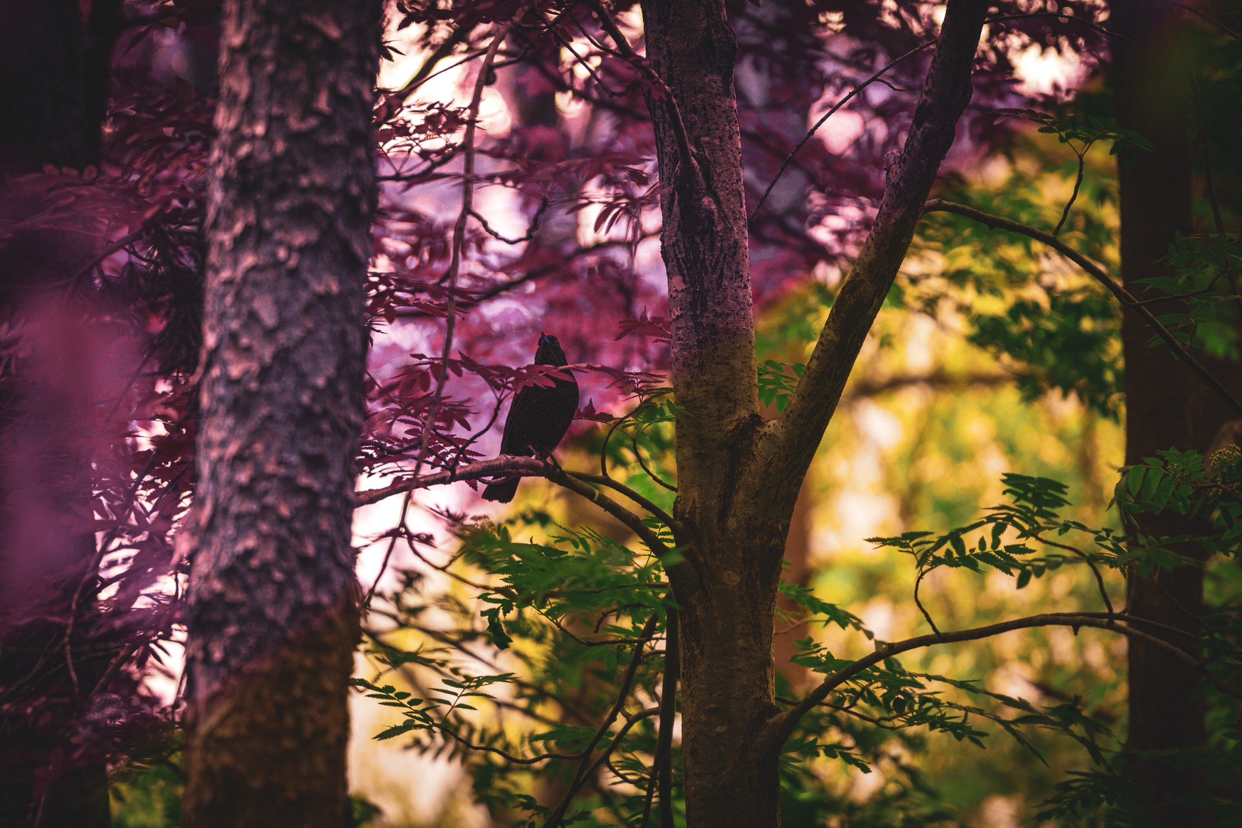 Värvide ja lillede ilu. Nebula 25 — Fotod teie hingele