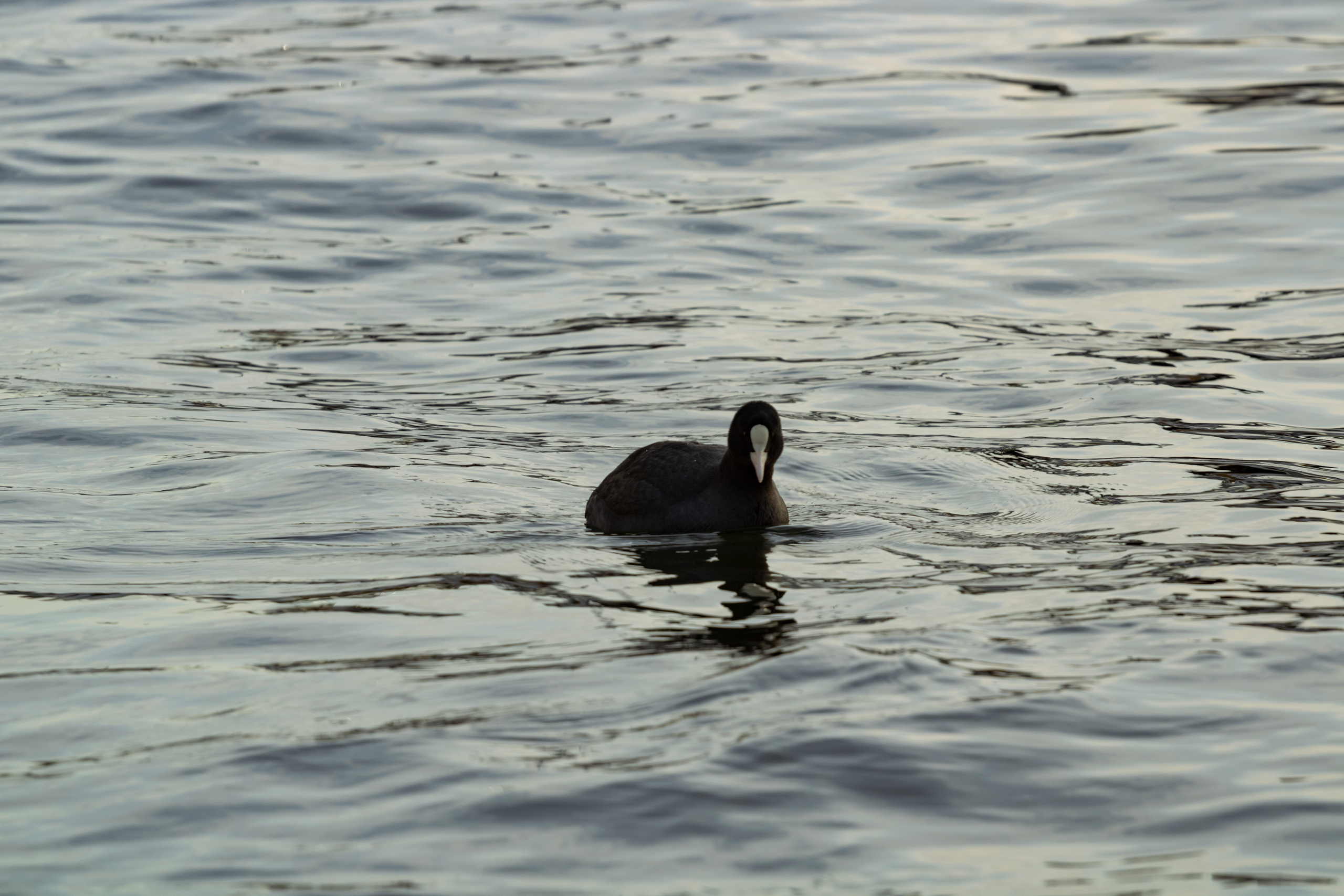 Rootsi reis. Nebula 25 — Fotod teie hingele