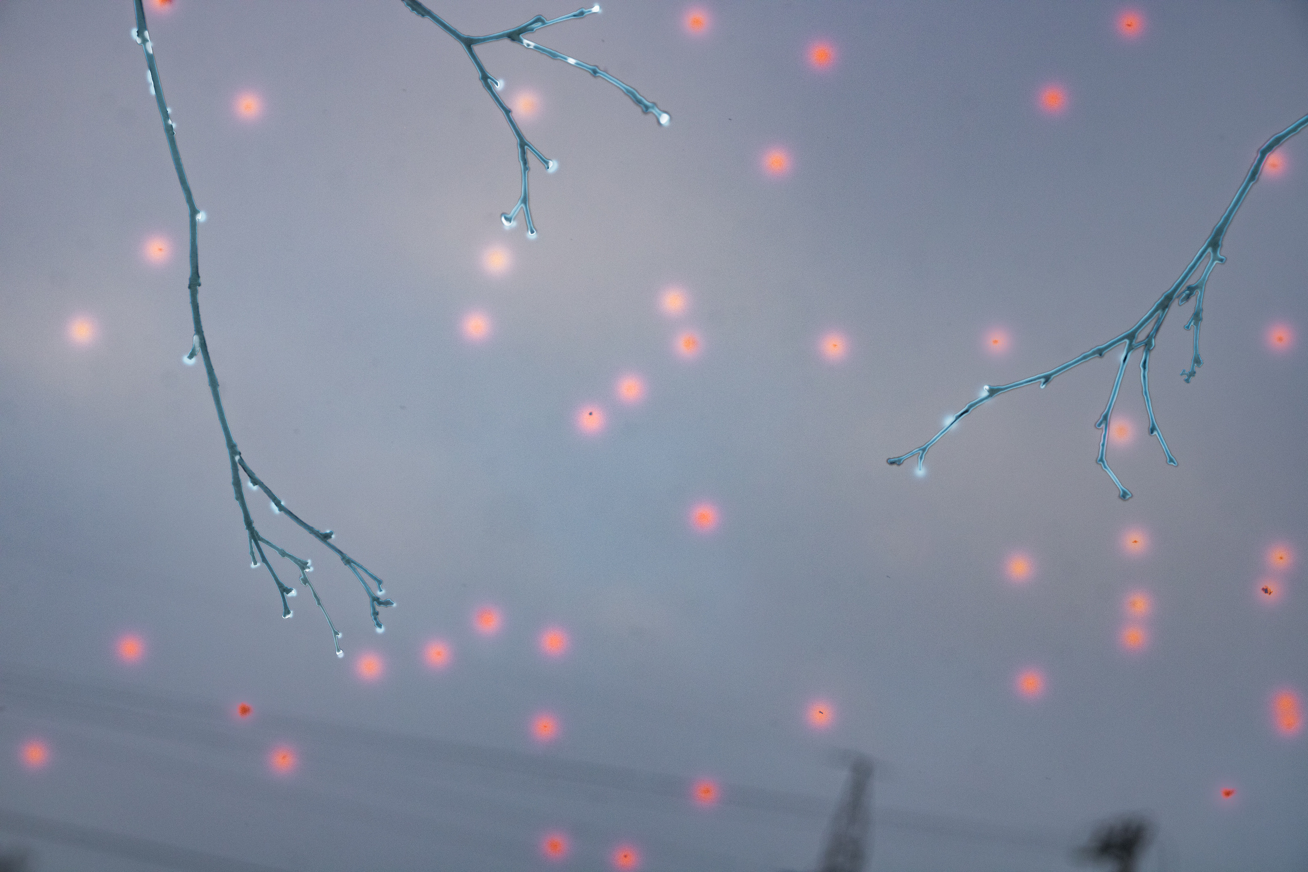 Talvine mets (2021 a.). Nebula 25 — Fotod teie hingele