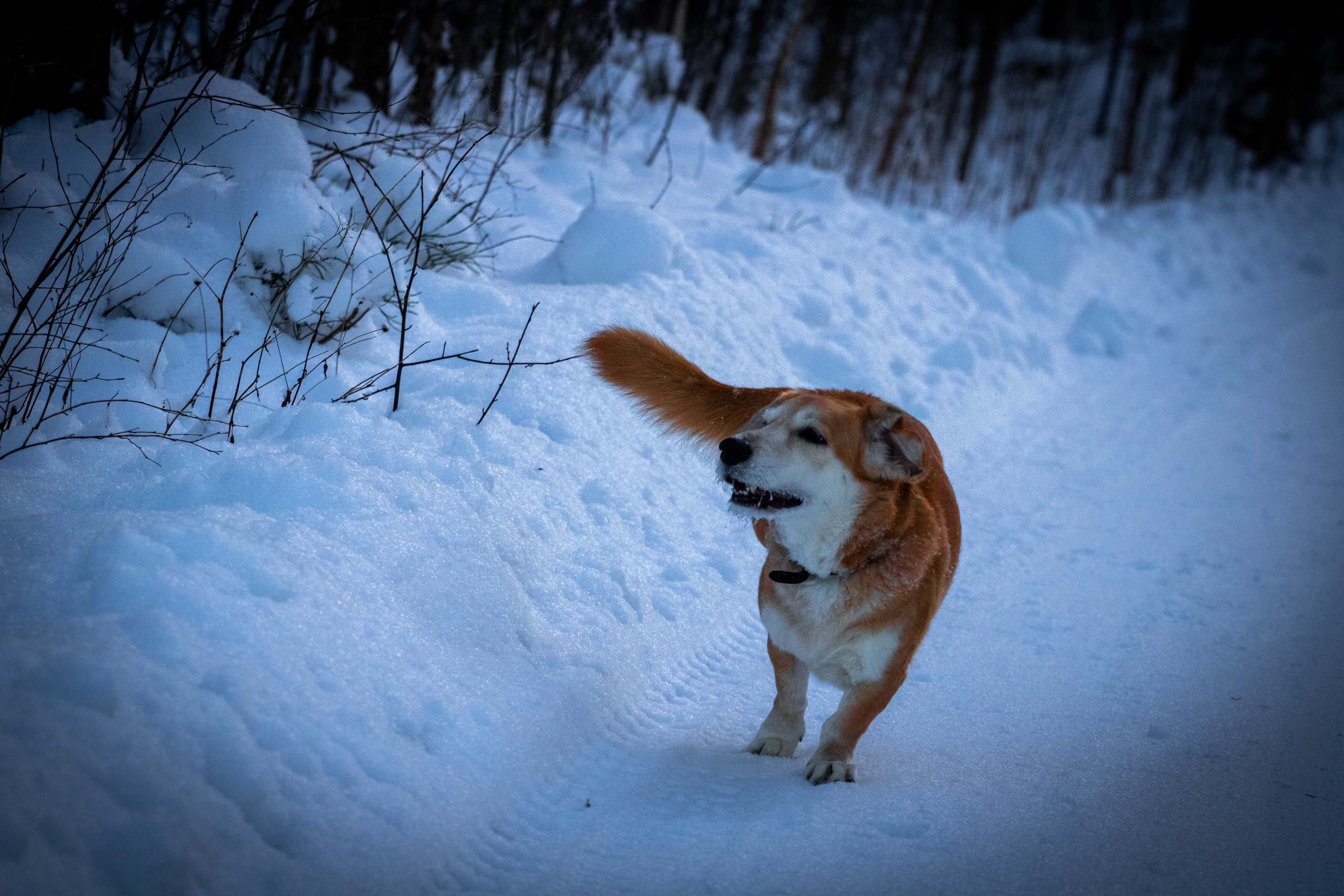 Talvine mets (2021 a.). Nebula 25 — Fotod teie hingele