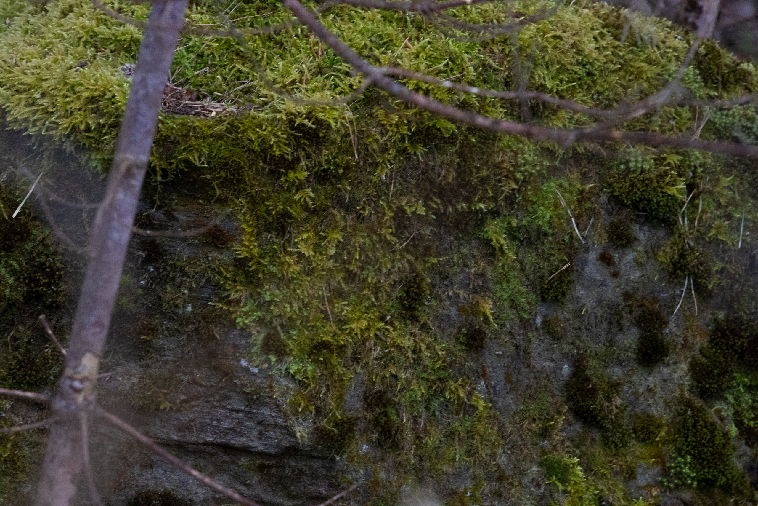Möldre tee. Nebula 25 — Fotod teie hingele